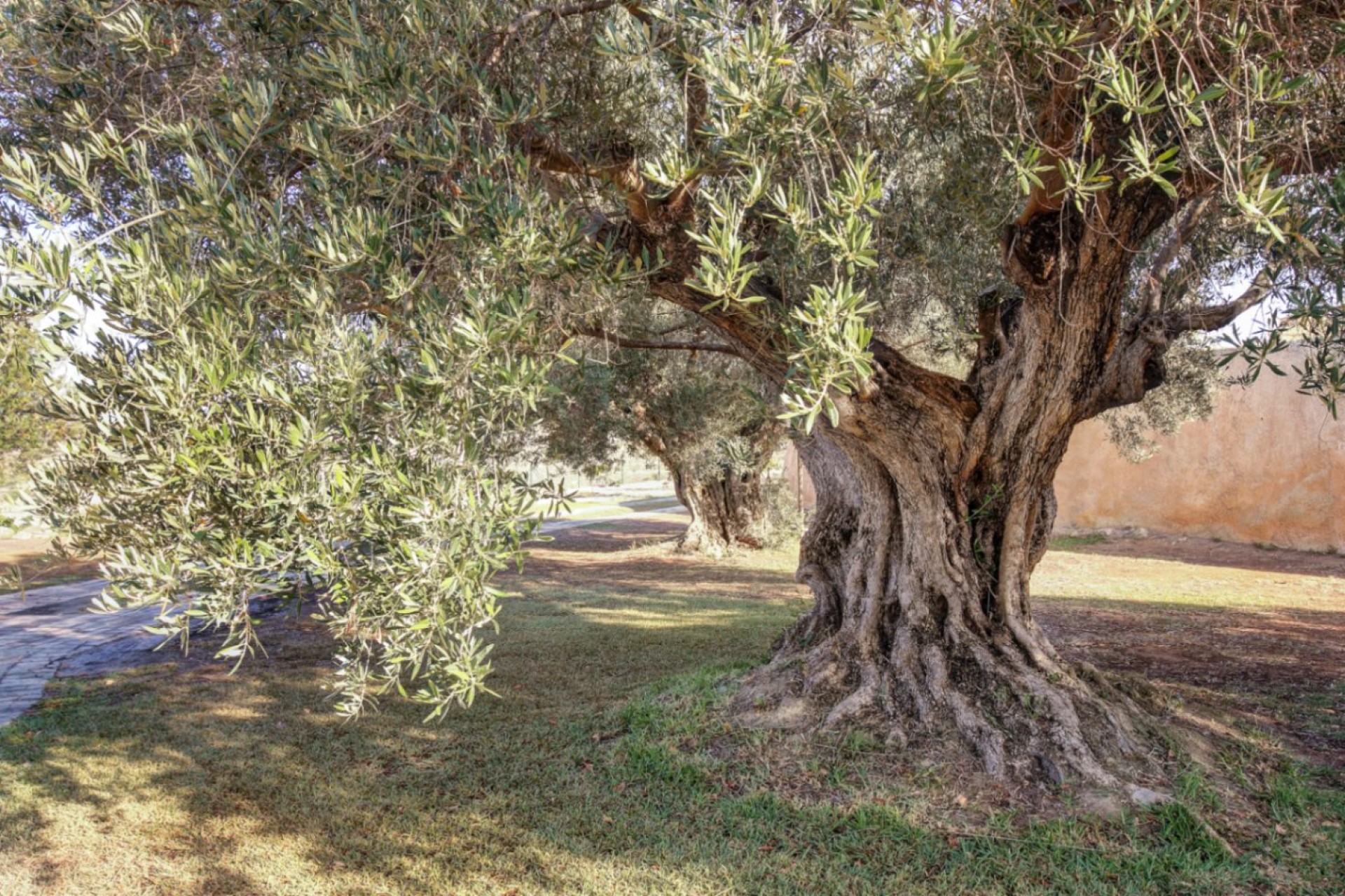 A Vendre - Finca -
Moraira - Campo