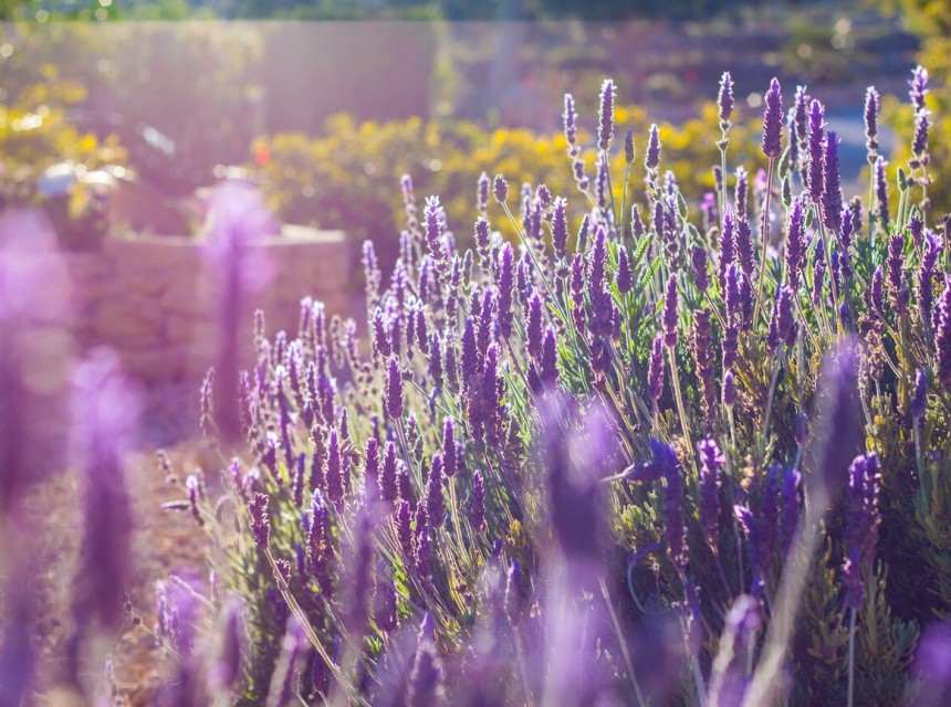 A Vendre - Finca / Propriété rurale -
Benissa - Costa Blanca
