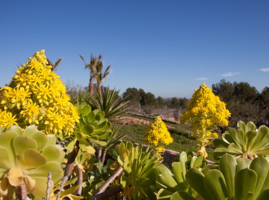 A Vendre - Finca / Propriété rurale -
Benissa - Costa Blanca