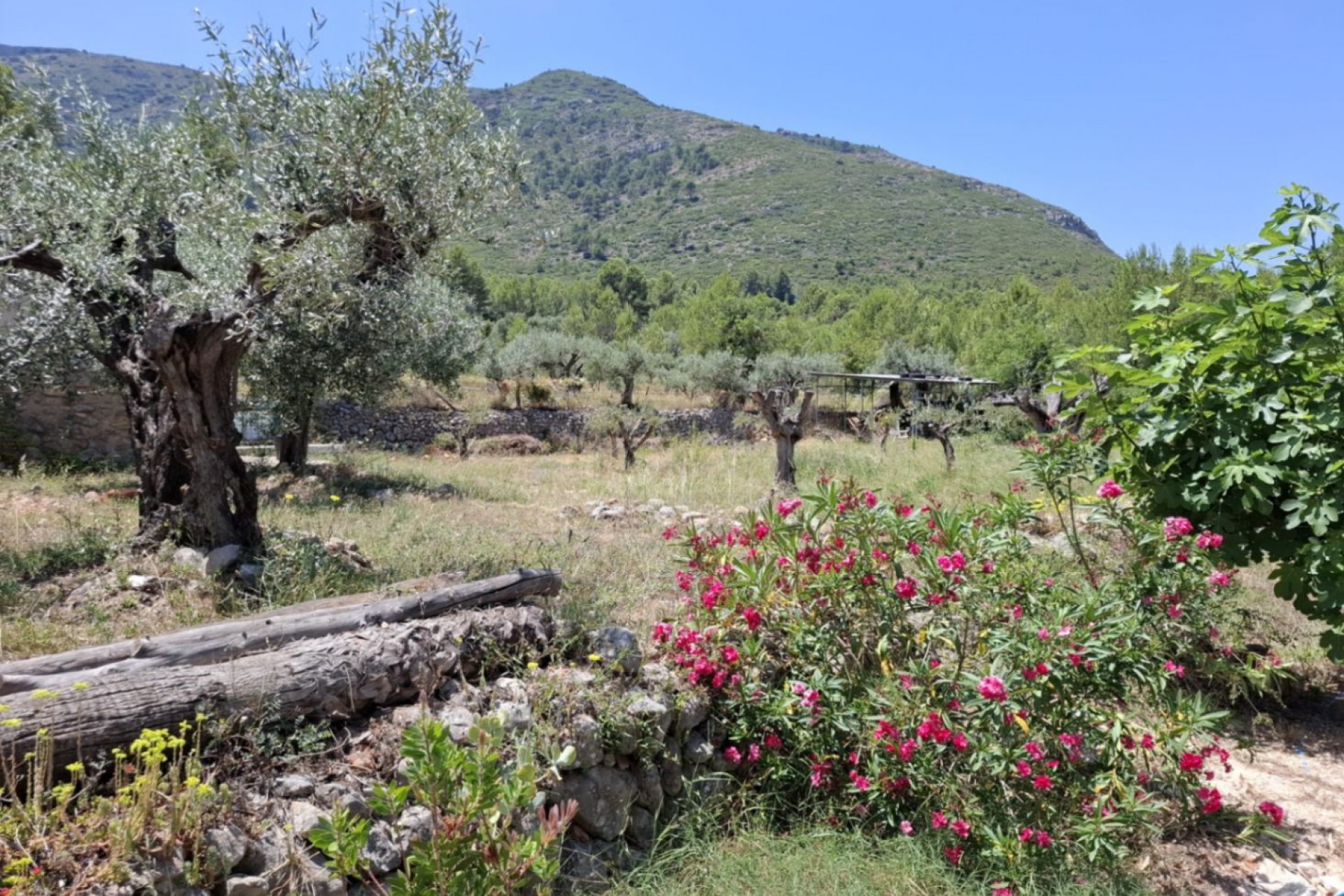 A Vendre - Finca / Propriété rurale -
Parcent
