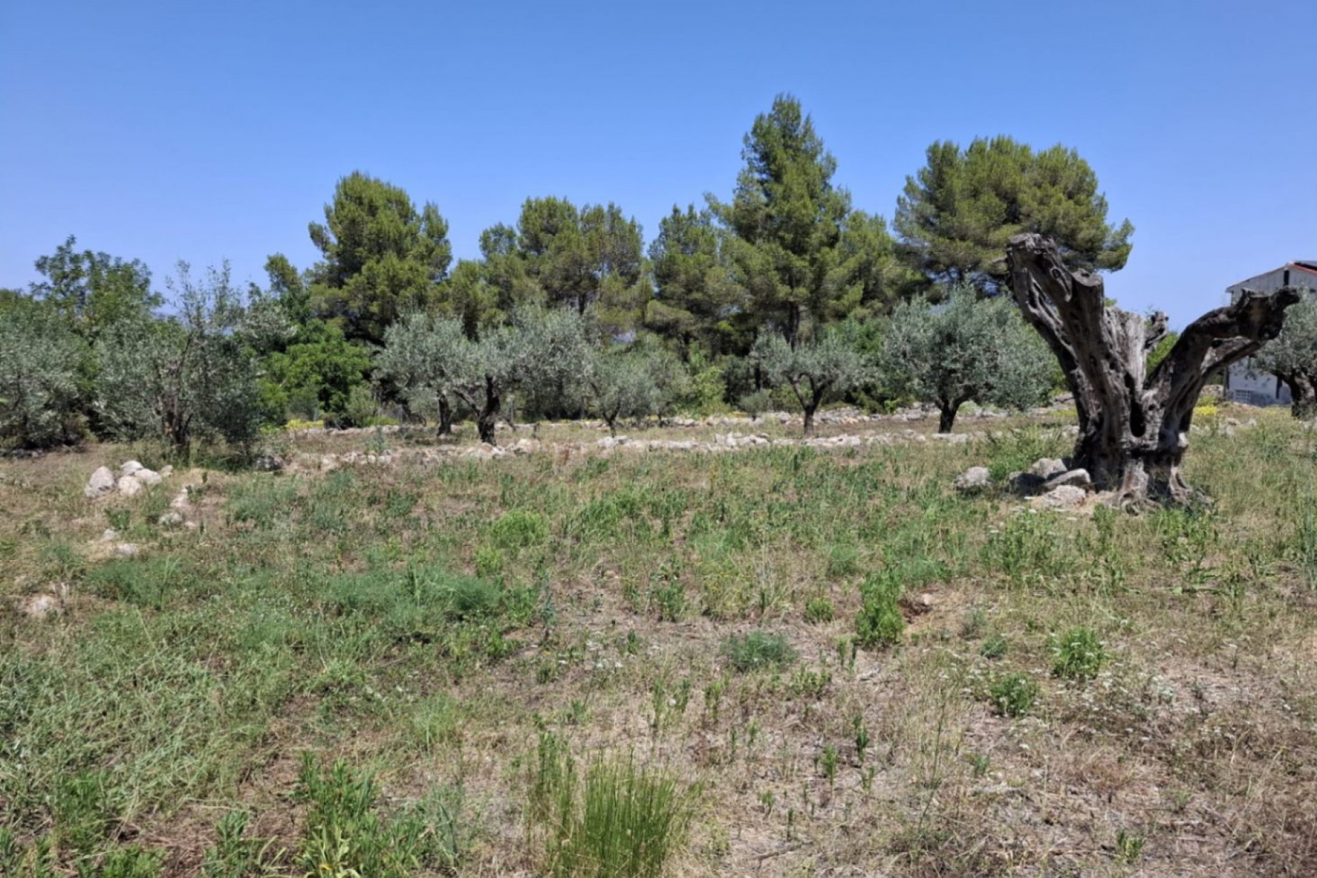 A Vendre - Finca / Propriété rurale -
Parcent