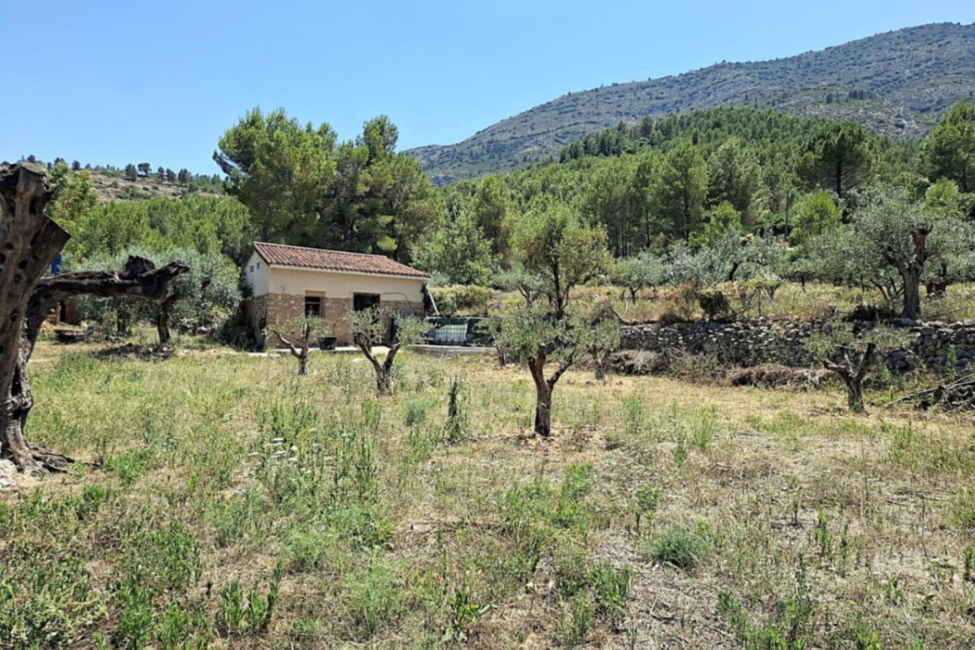 A Vendre - Finca / Propriété rurale -
Parcent