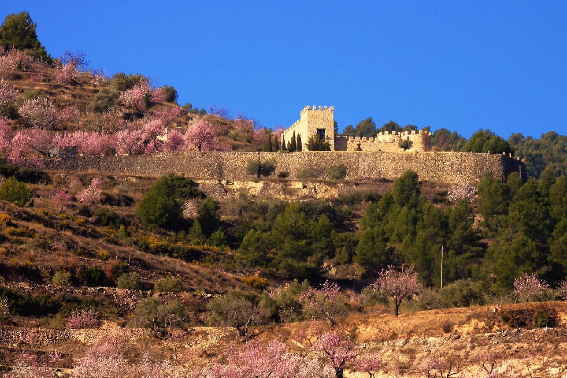 A Vendre - Finca / Propriété rurale -
Relleu - Comunidad valenciana
