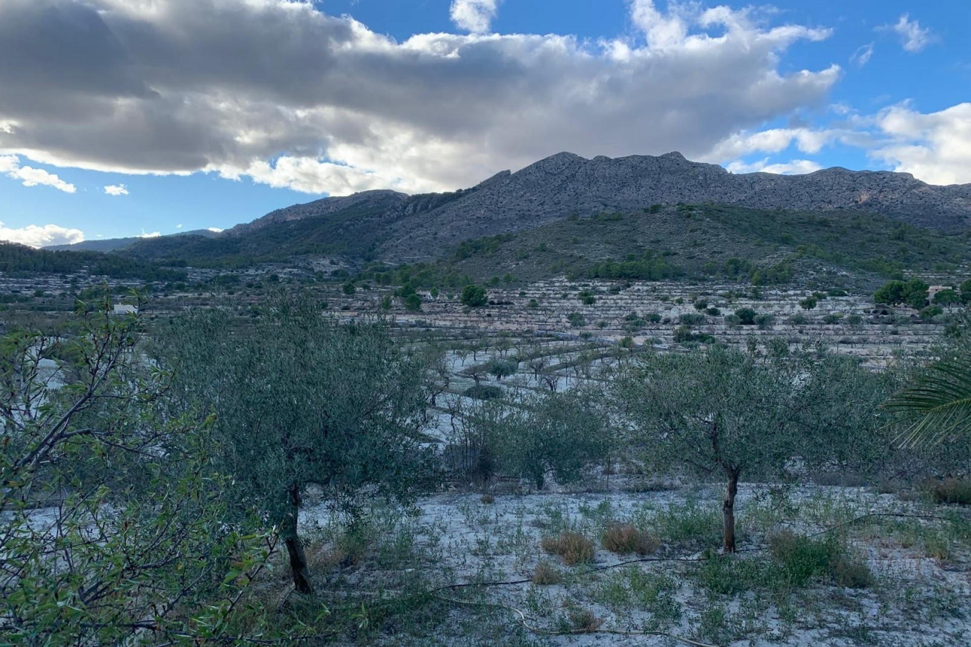 A Vendre - Finca -
Senija