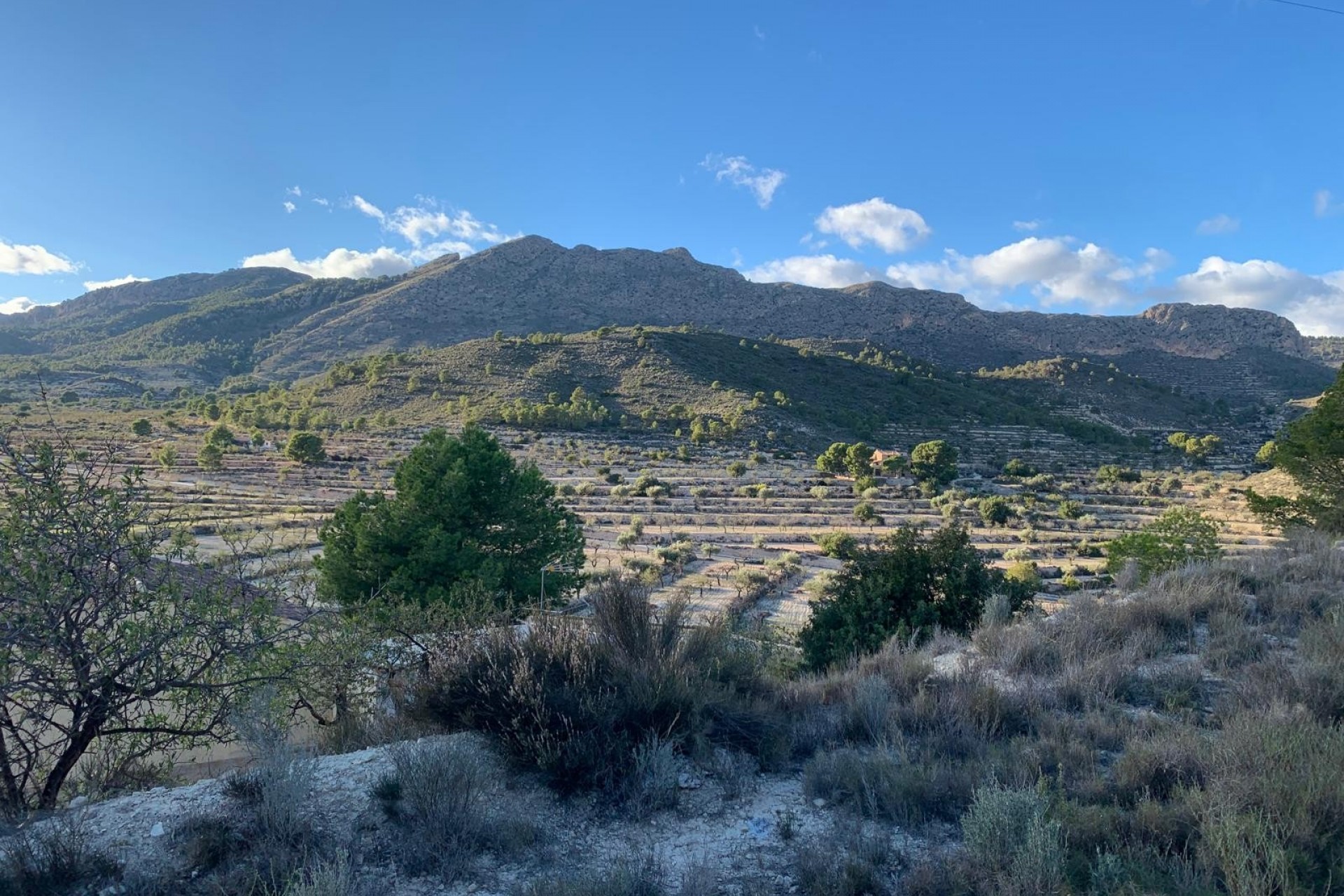 A Vendre - Finca -
Senija