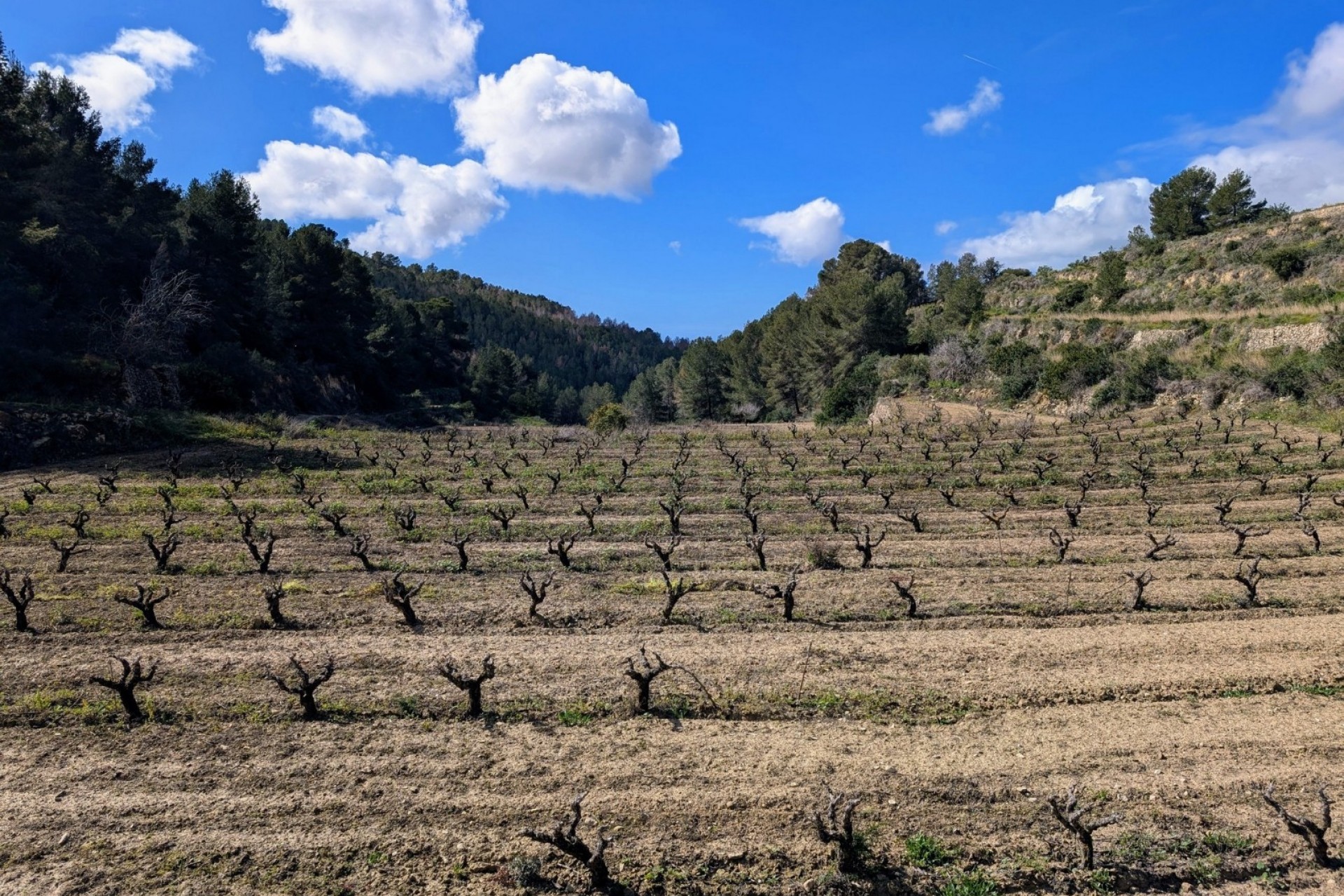 A Vendre - Parcelle -
Benissa - Partida Biasner