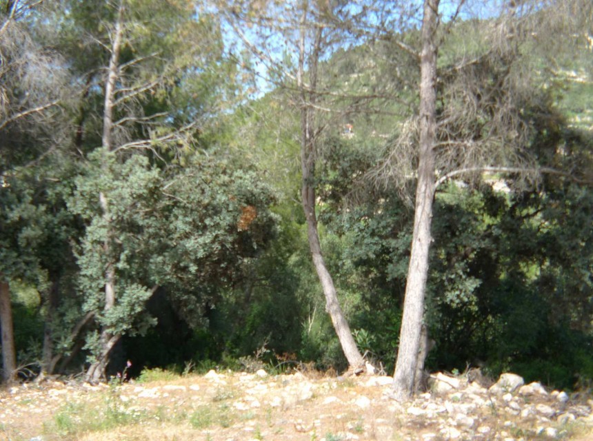 A Vendre - Terrain -
Alcalali