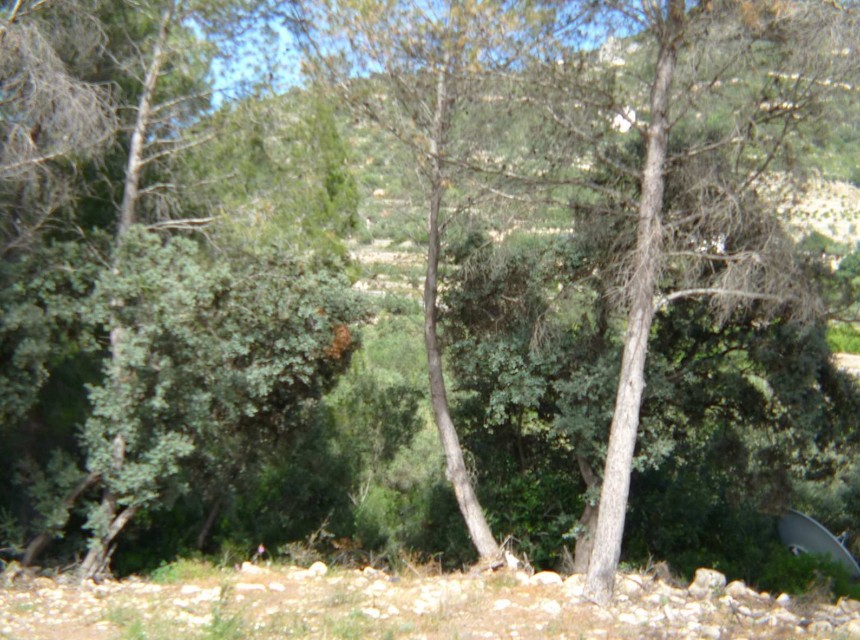 A Vendre - Terrain -
Alcalali