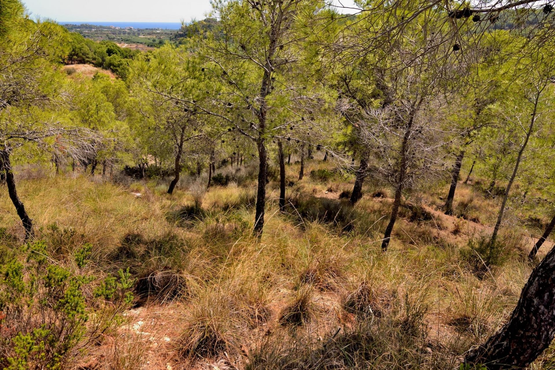 A Vendre - Terrain -
Altea