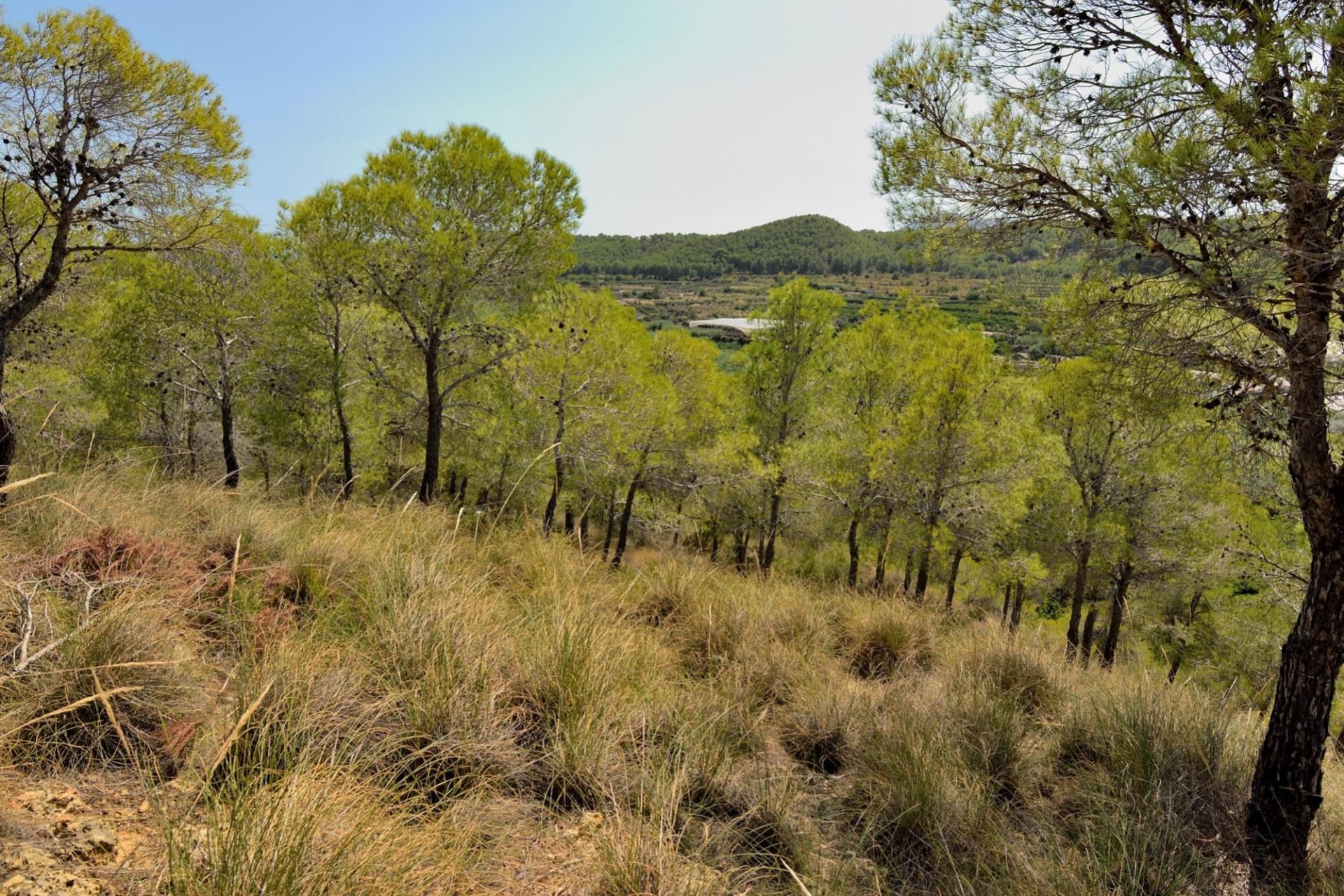 A Vendre - Terrain -
Altea