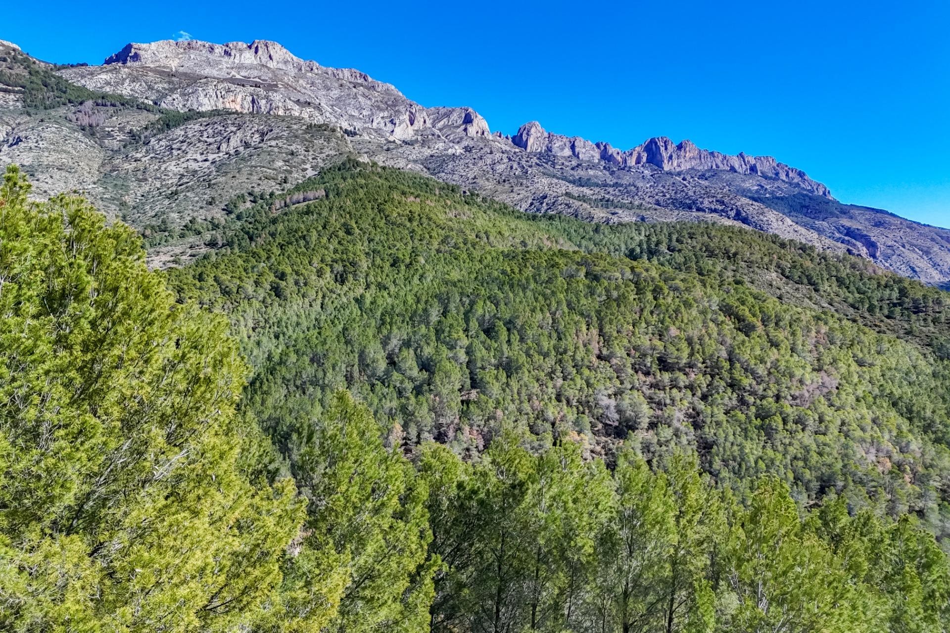 A Vendre - Terrain -
Callosa d'en Sarrià - Santa clara
