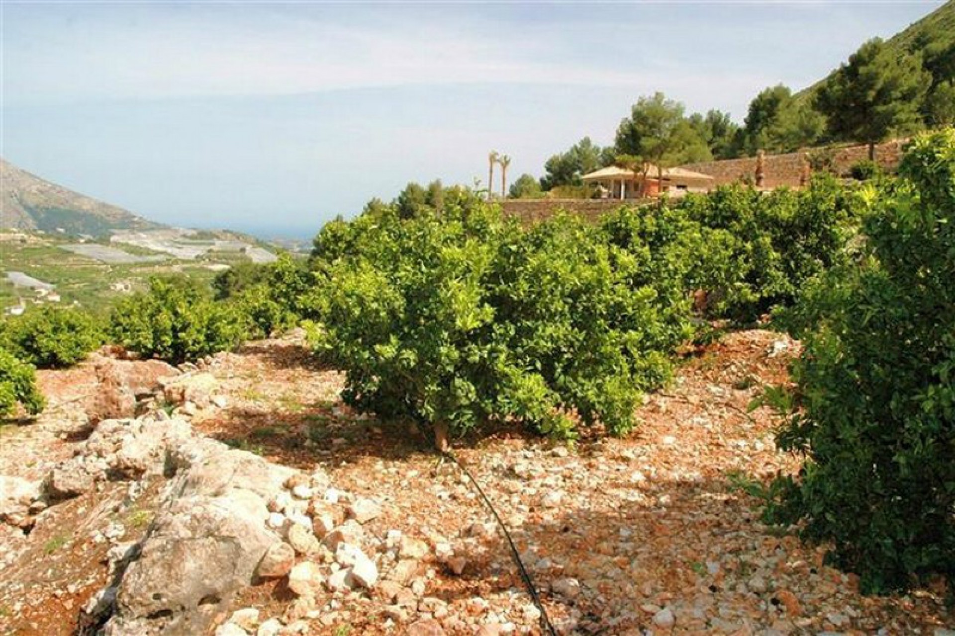 A Vendre - Terrain -
Callosa