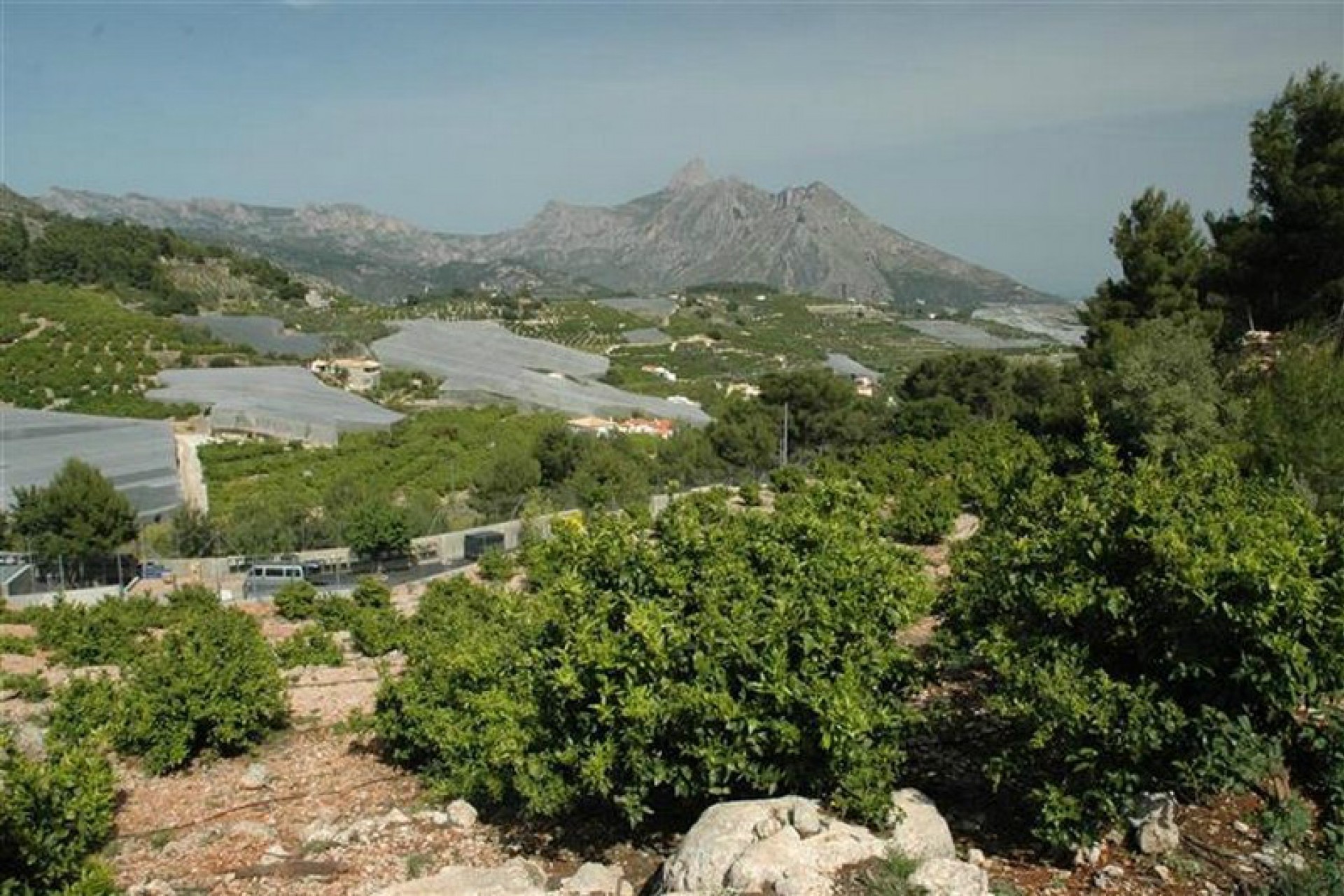 A Vendre - Terrain -
Callosa