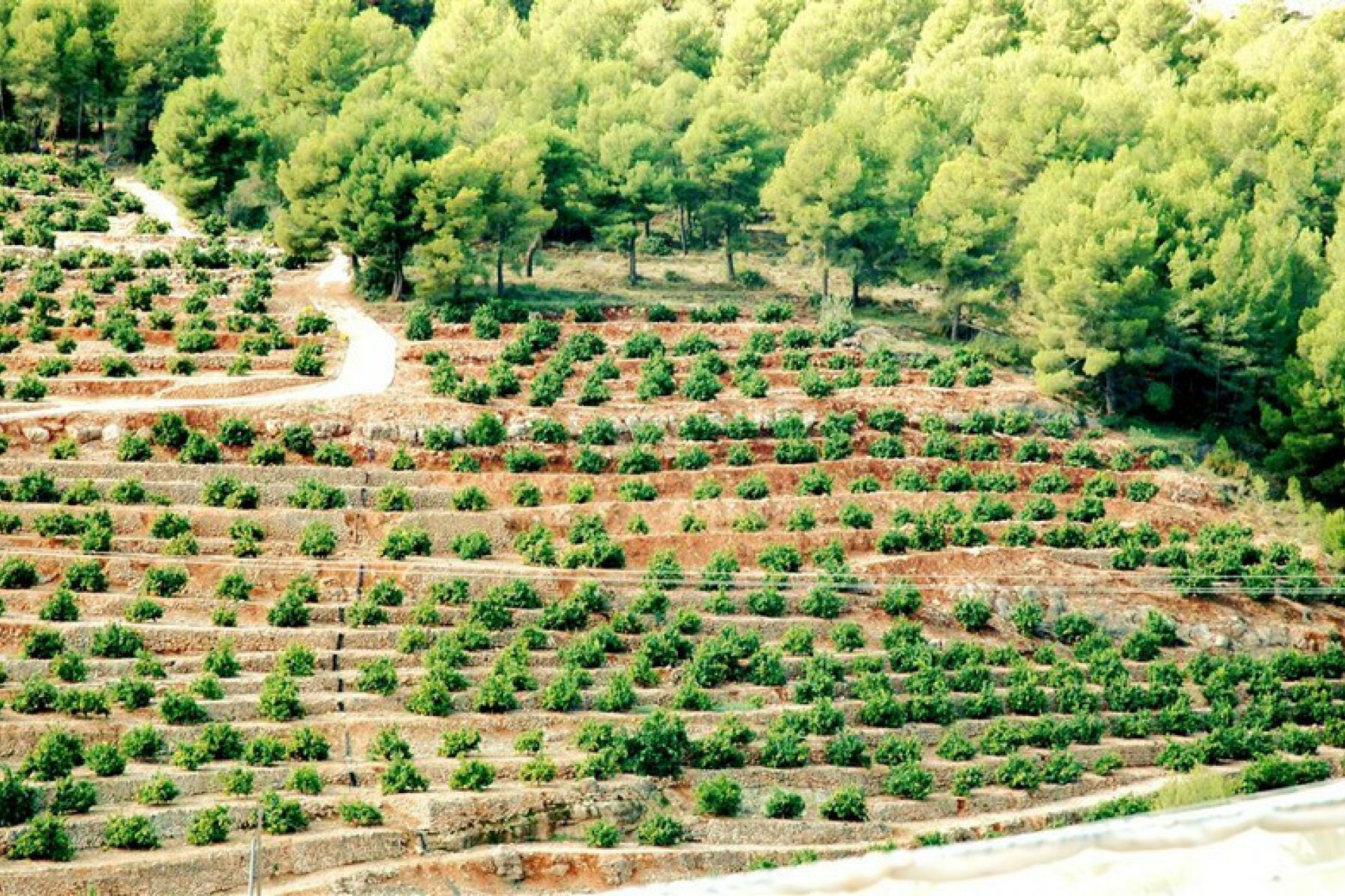 A Vendre - Terrain -
Callosa