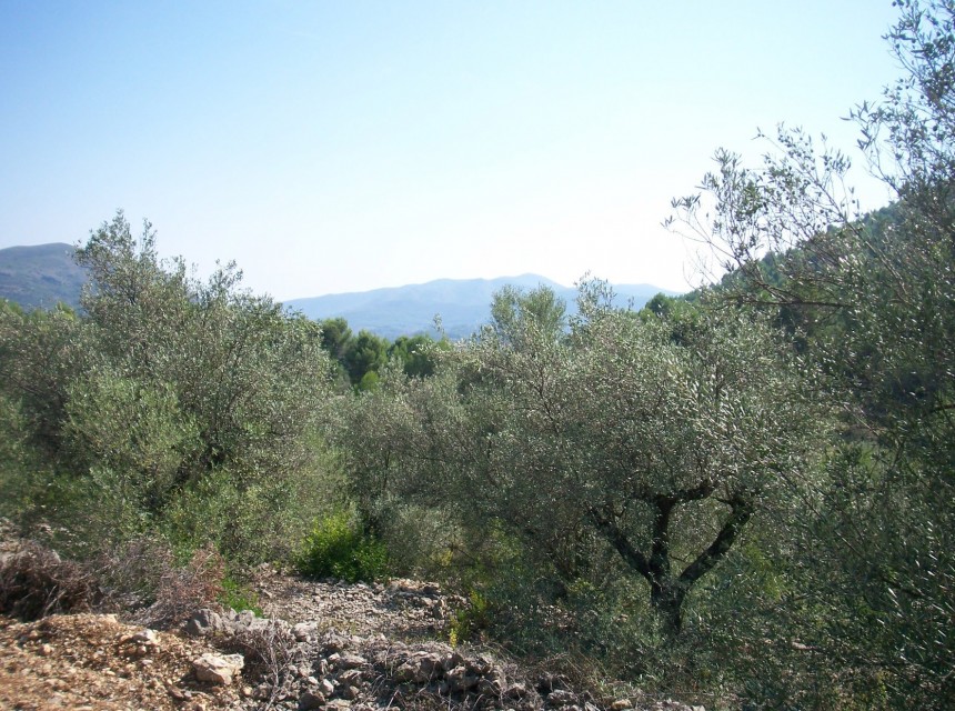 A Vendre - Terrain -
Murla