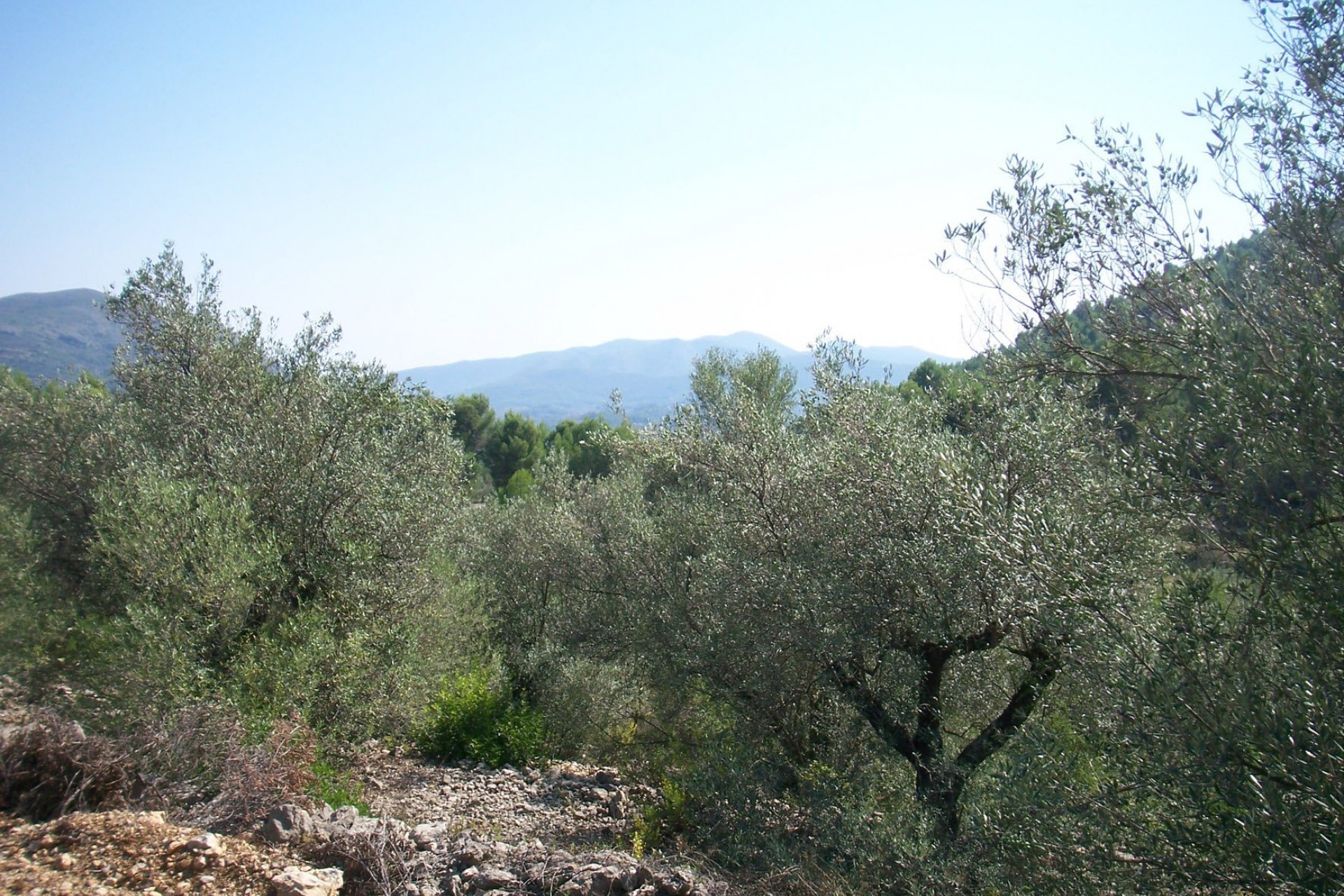 A Vendre - Terrain -
Murla