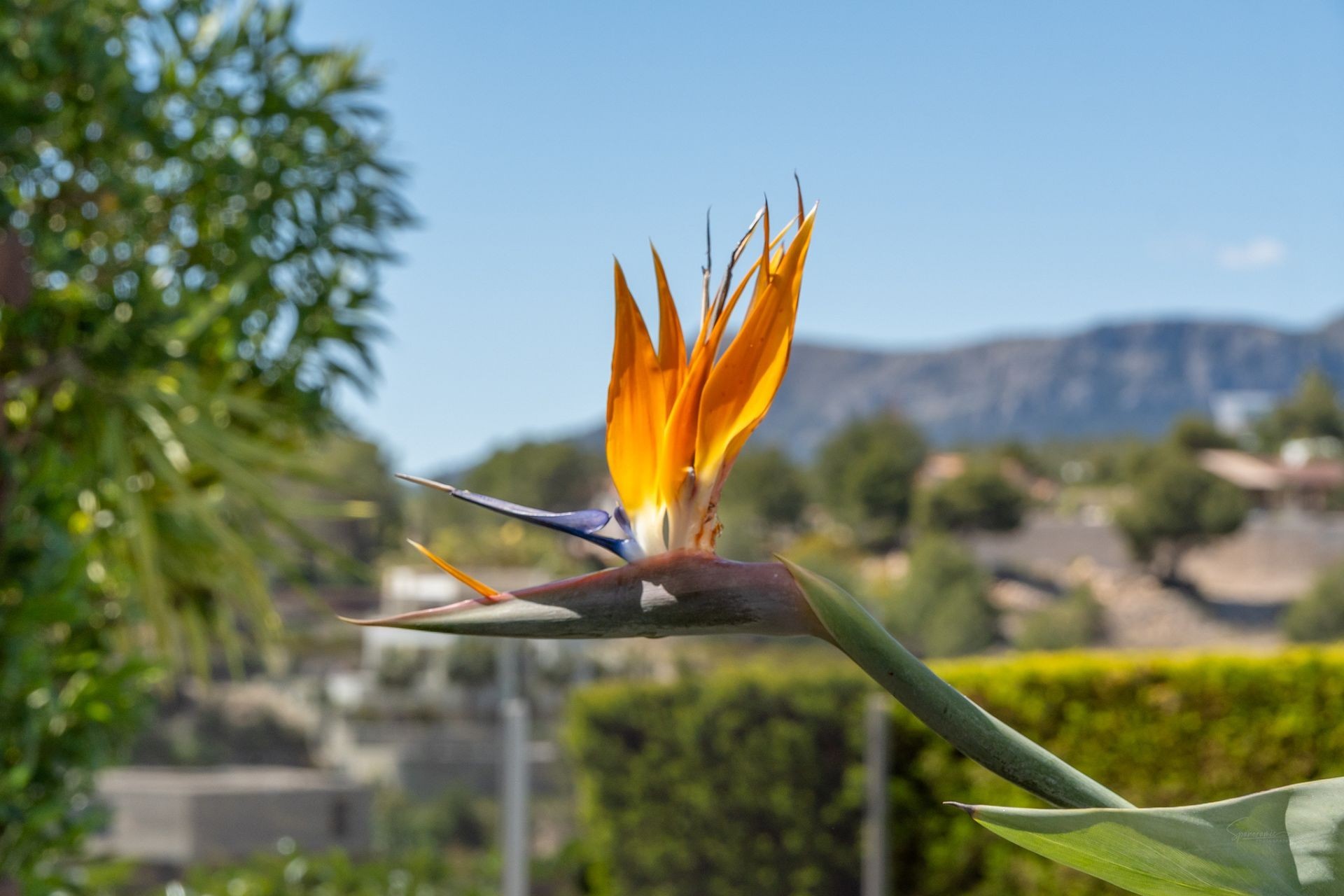 A Vendre - Villa -
Benissa