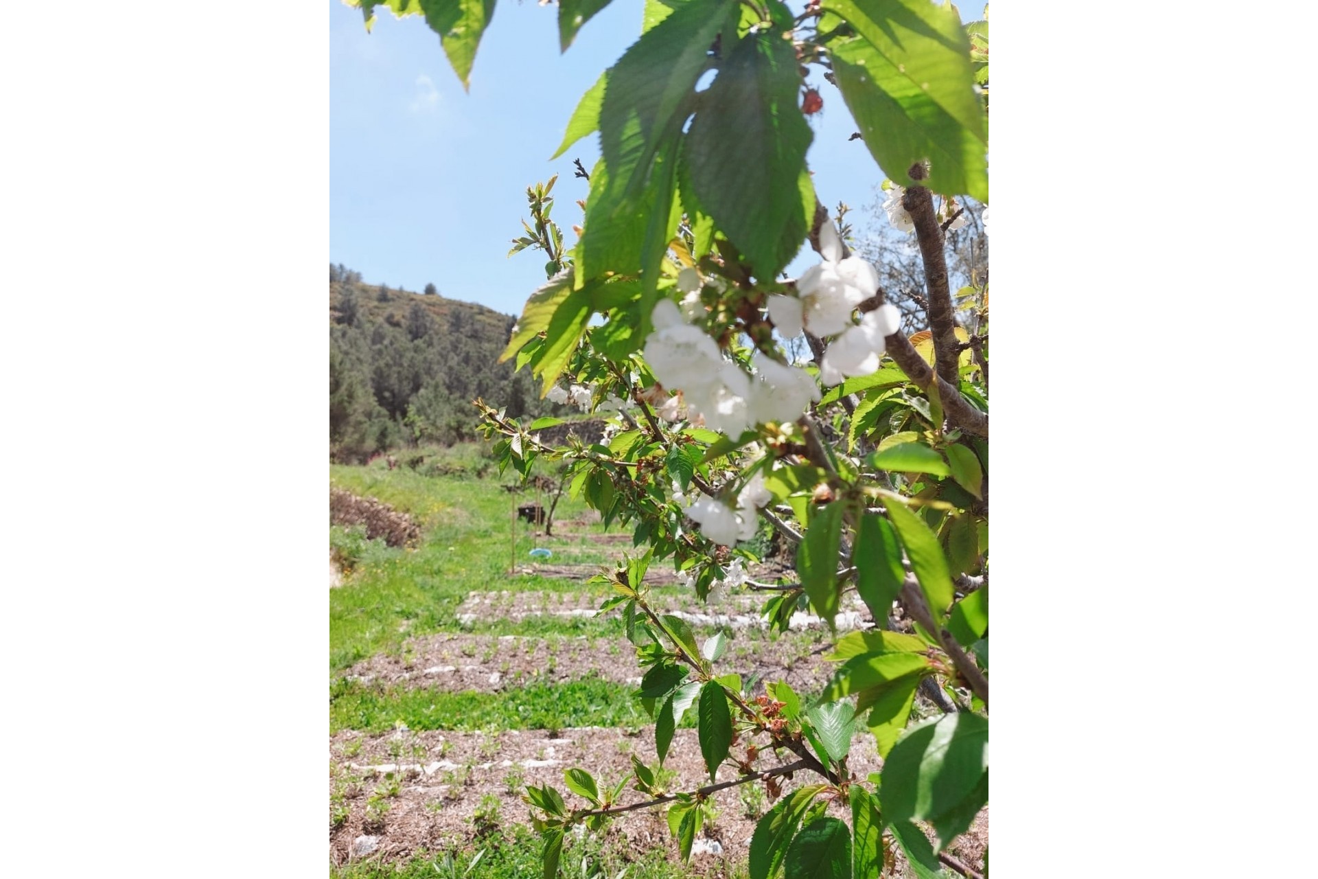 A Vendre - Villa -
Jalon