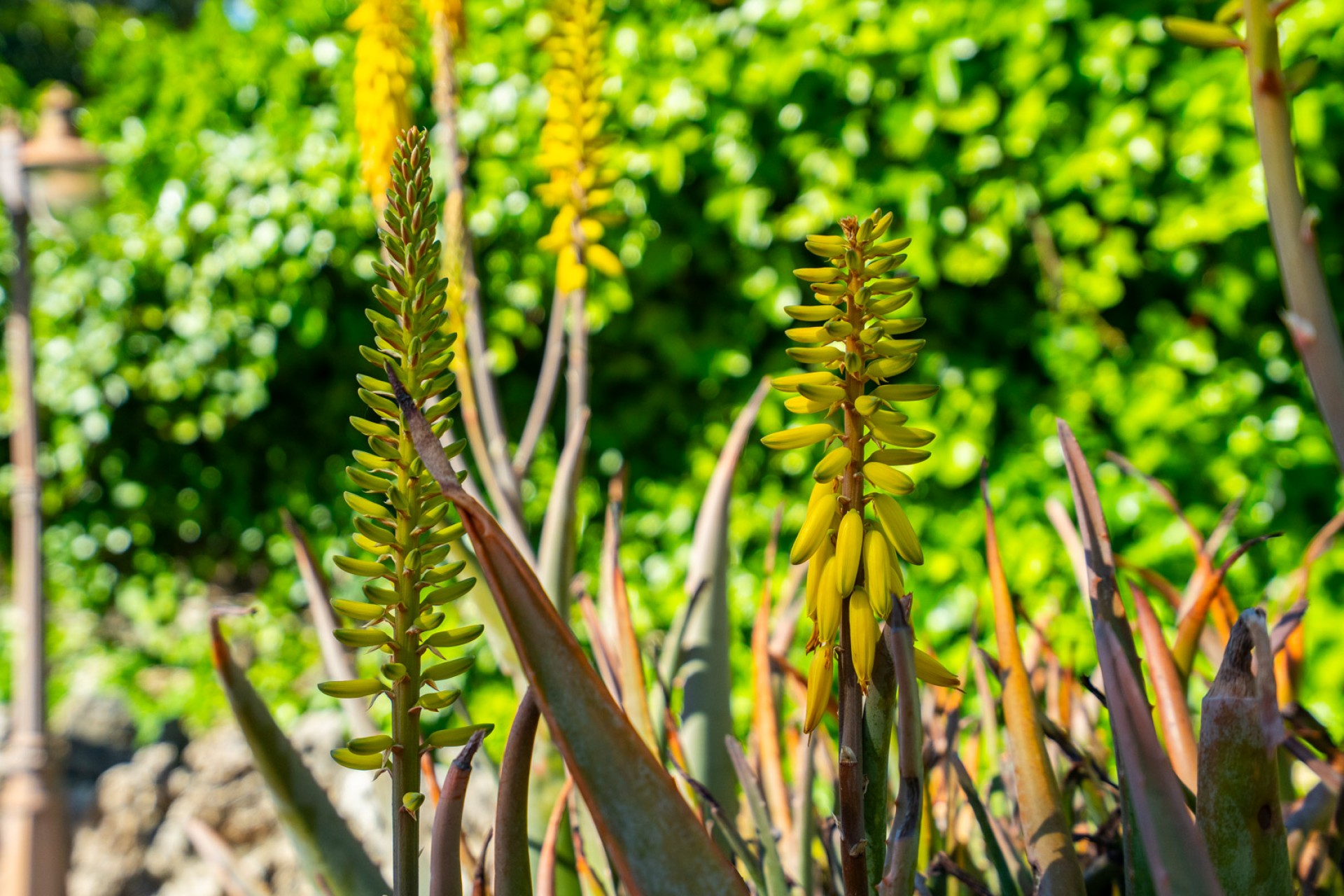 A Vendre - Villa -
Javea