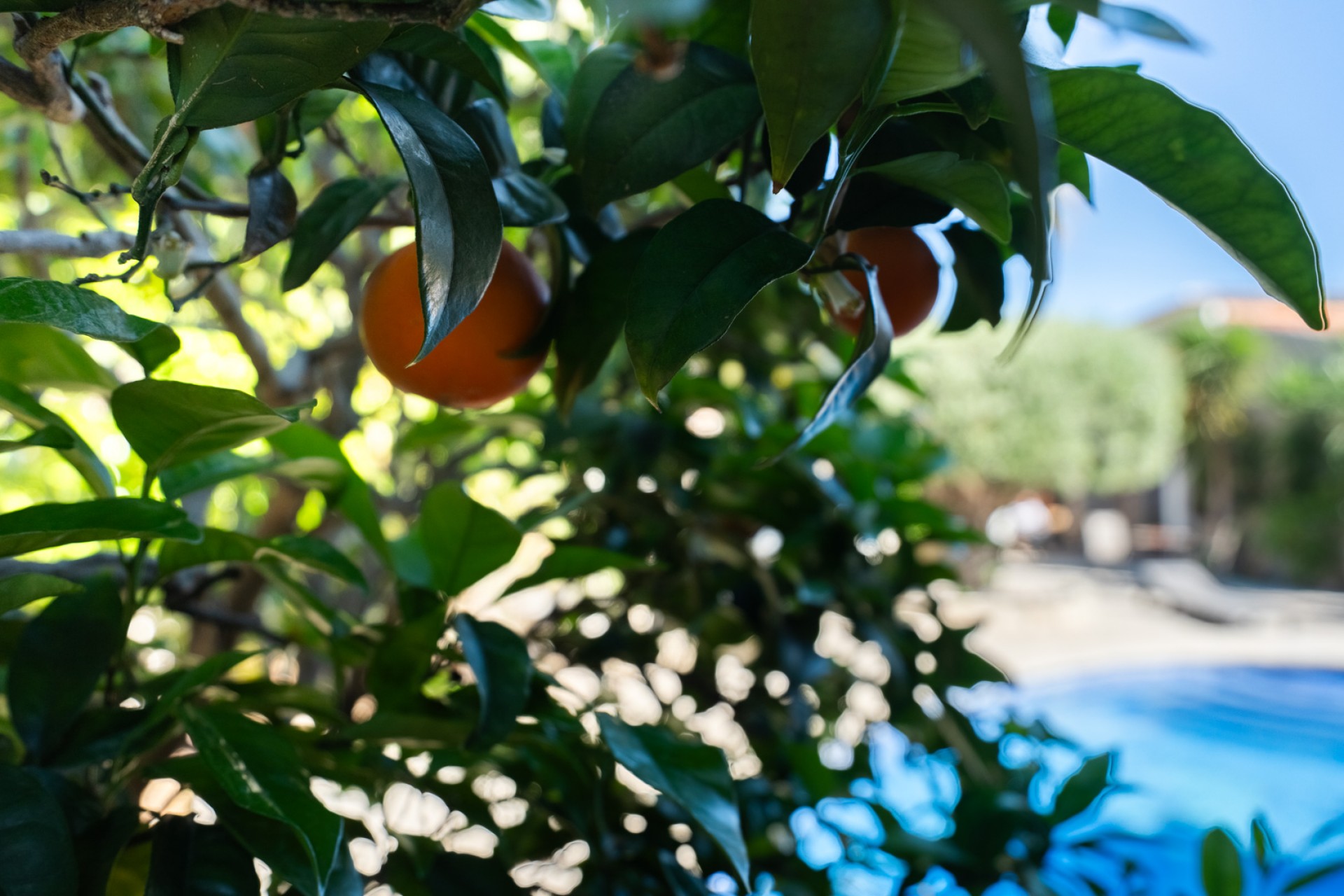 A Vendre - Villa -
Javea