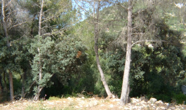 Perceel/land - Te koop - Alcalali - Alcalali