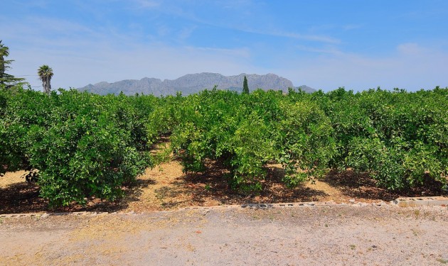 Plot/Land - Sale - Pedreguer - CAMPO