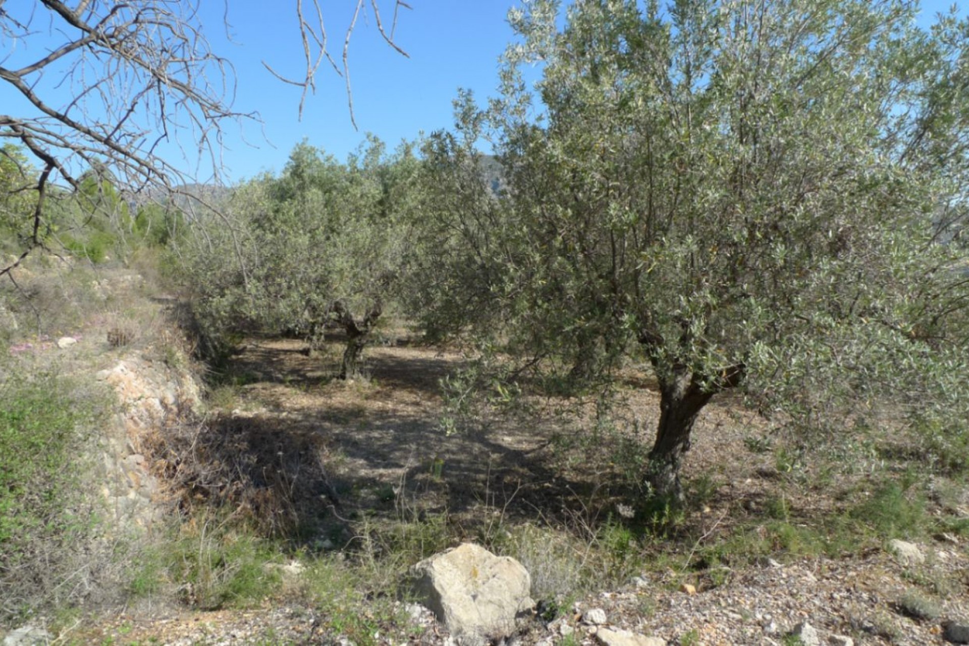 Sale - Plot/Land -
Benigembla