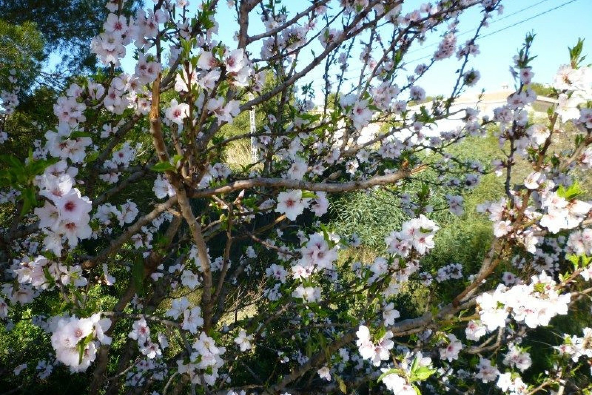 Sale - Plot/Land -
Benissa - Baladrar