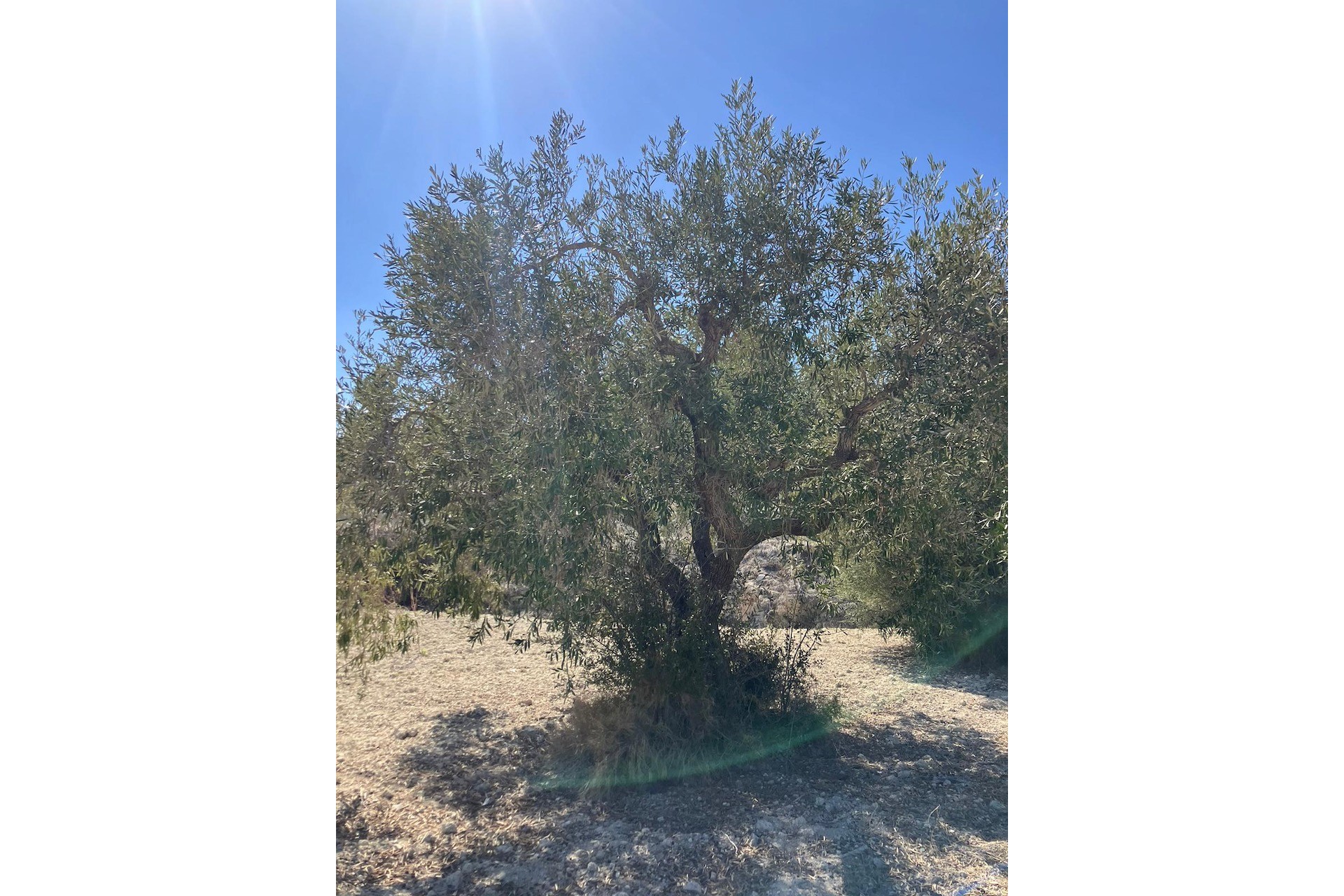 Sale - Plot/Land -
Benissa