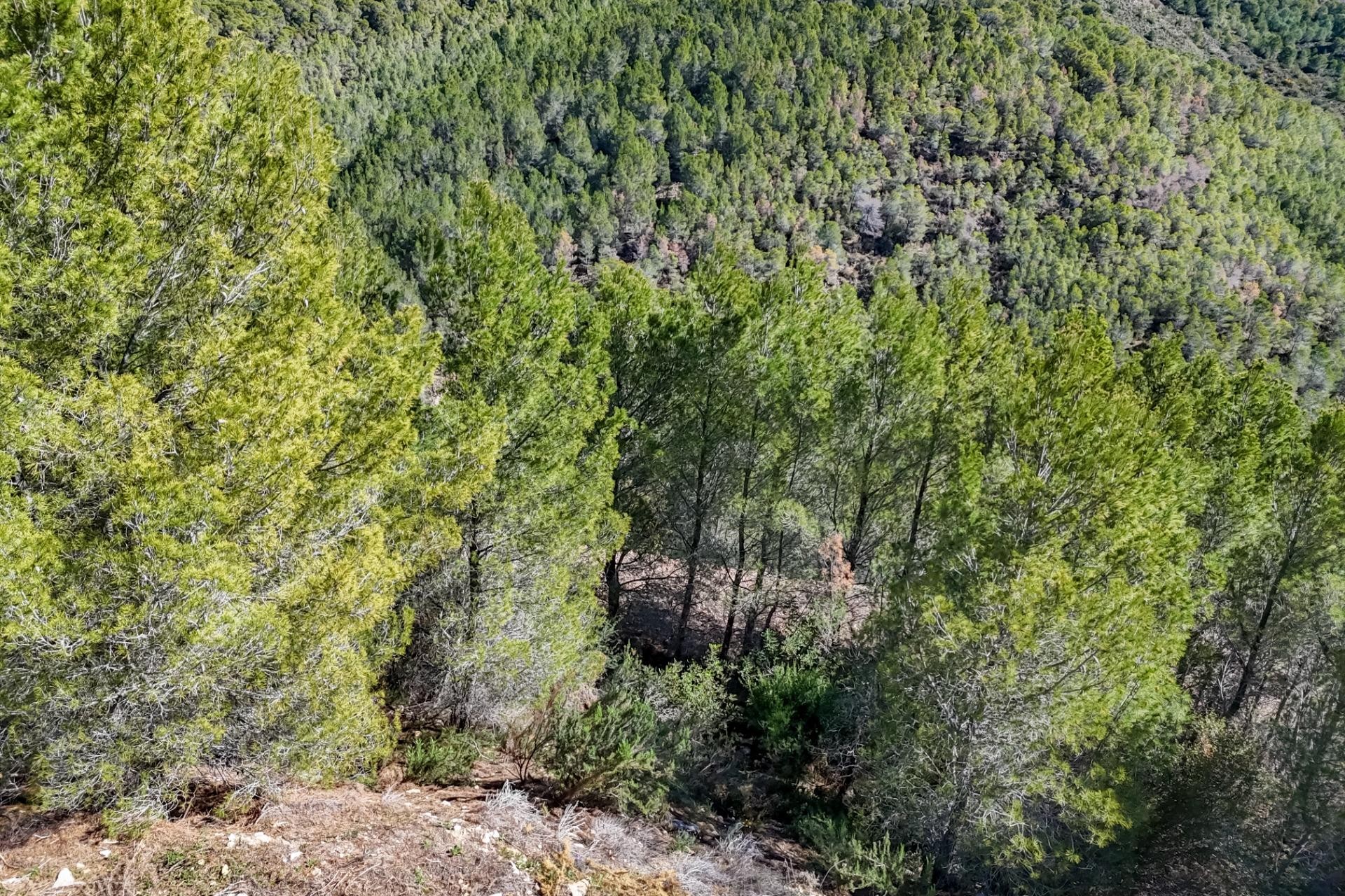 Sale - Plot/Land -
Callosa d'en Sarrià - Santa clara