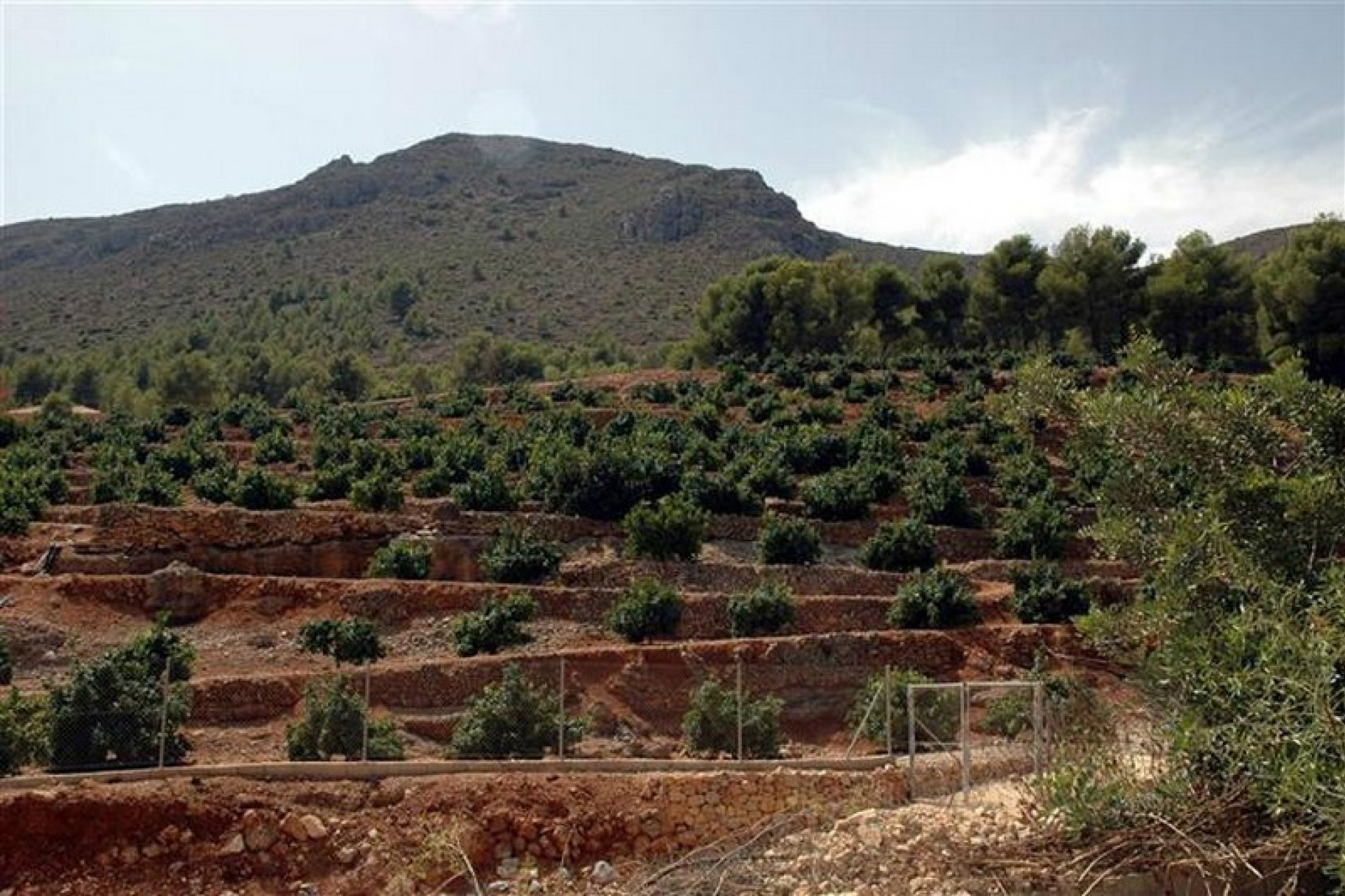 Sale - Plot/Land -
Callosa