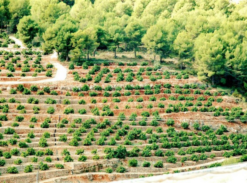 Sale - Plot/Land -
Callosa