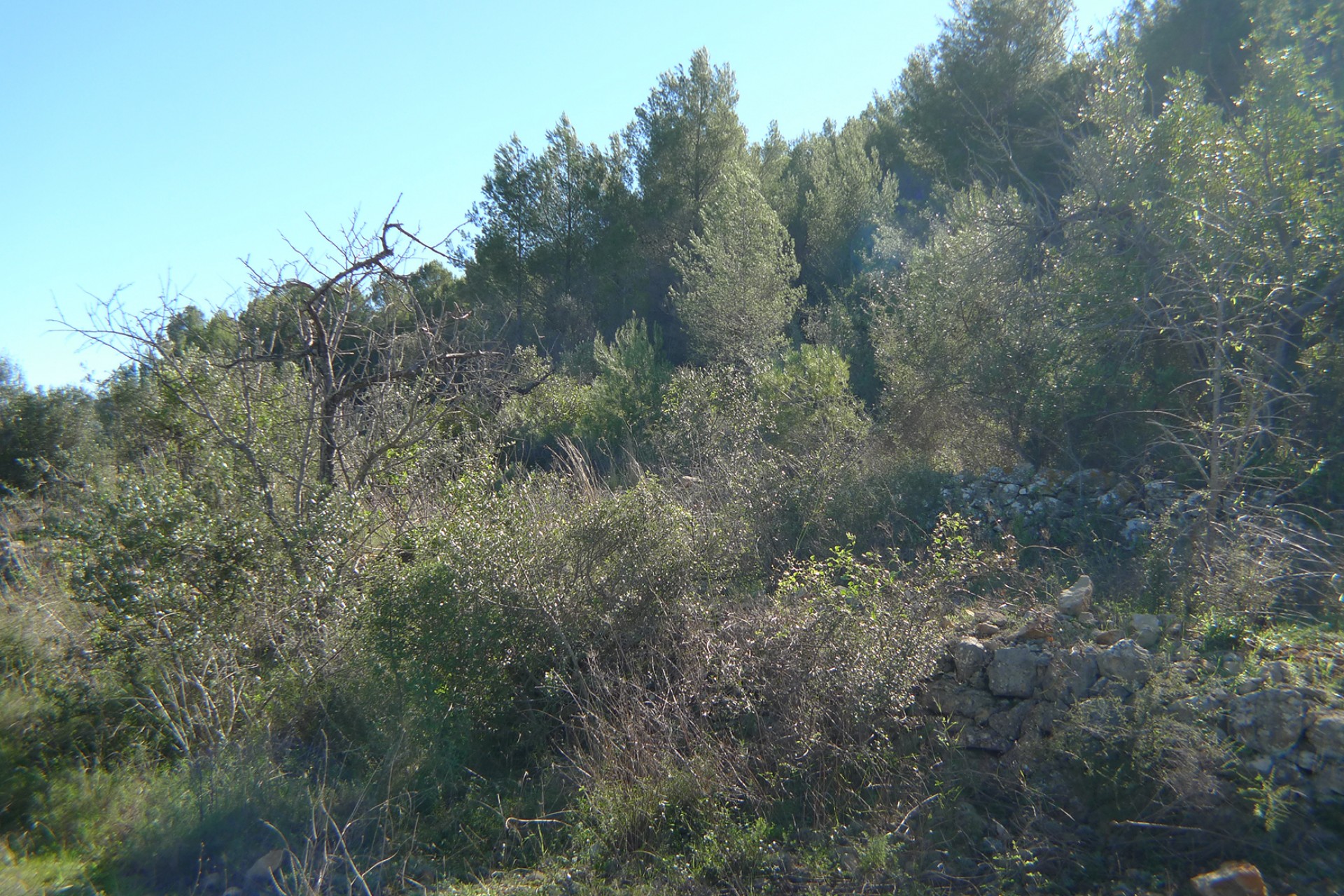 Sale - Plot/Land -
Jalon