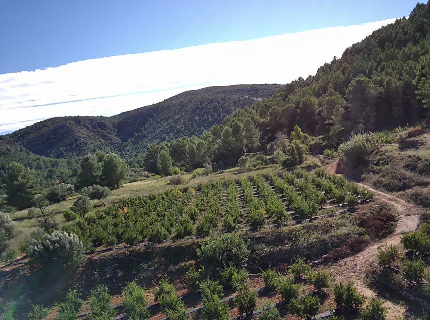 Sale - Plot/Land -
Orba