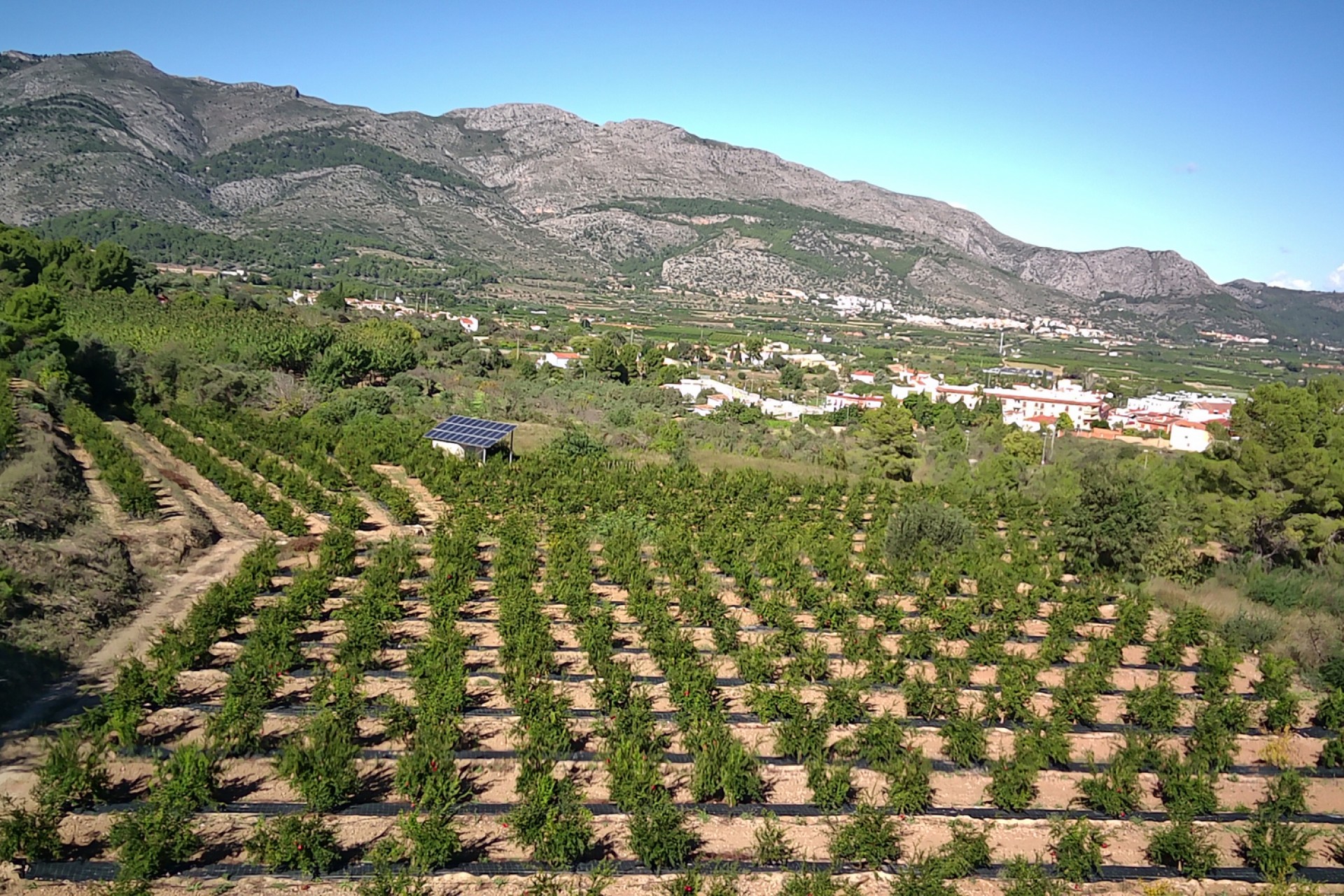 Sale - Plot/Land -
Orba