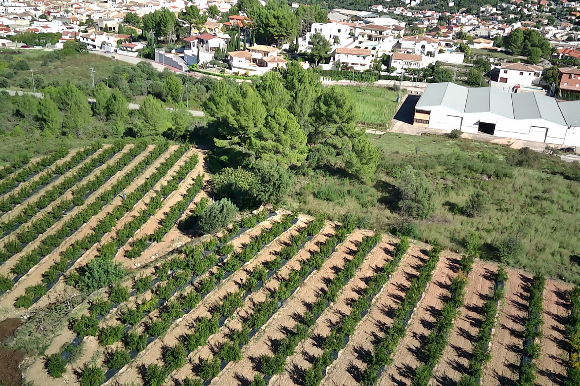 Sale - Plot/Land -
Orba