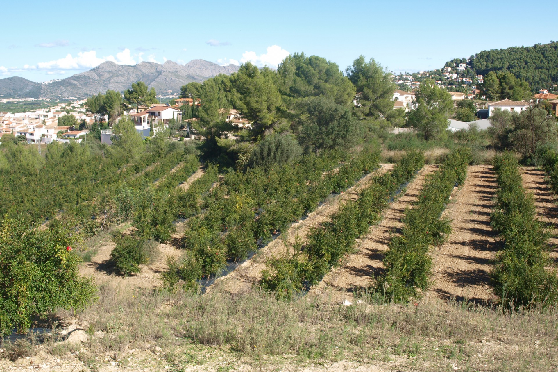 Sale - Plot/Land -
Orba