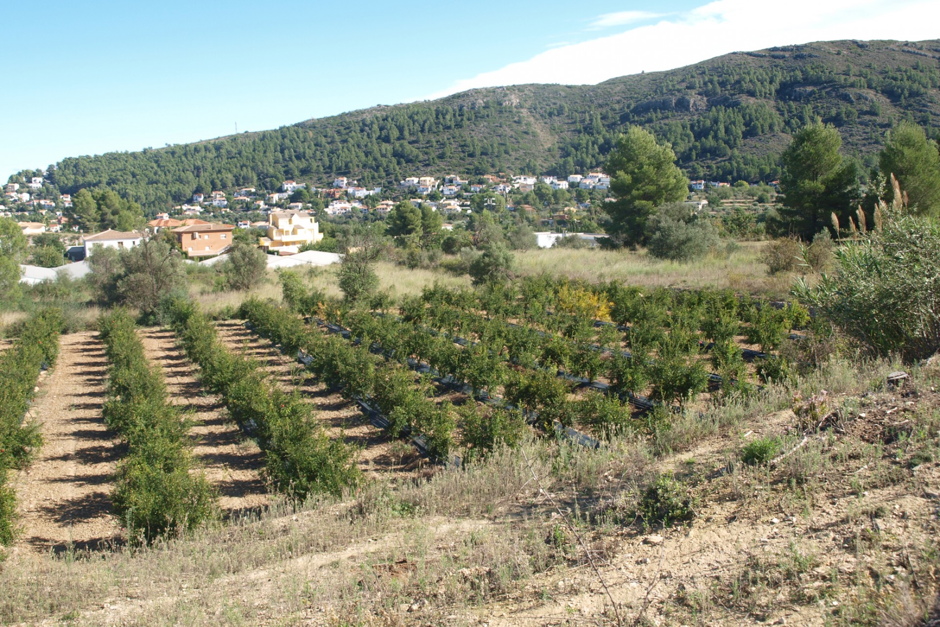 Sale - Plot/Land -
Orba