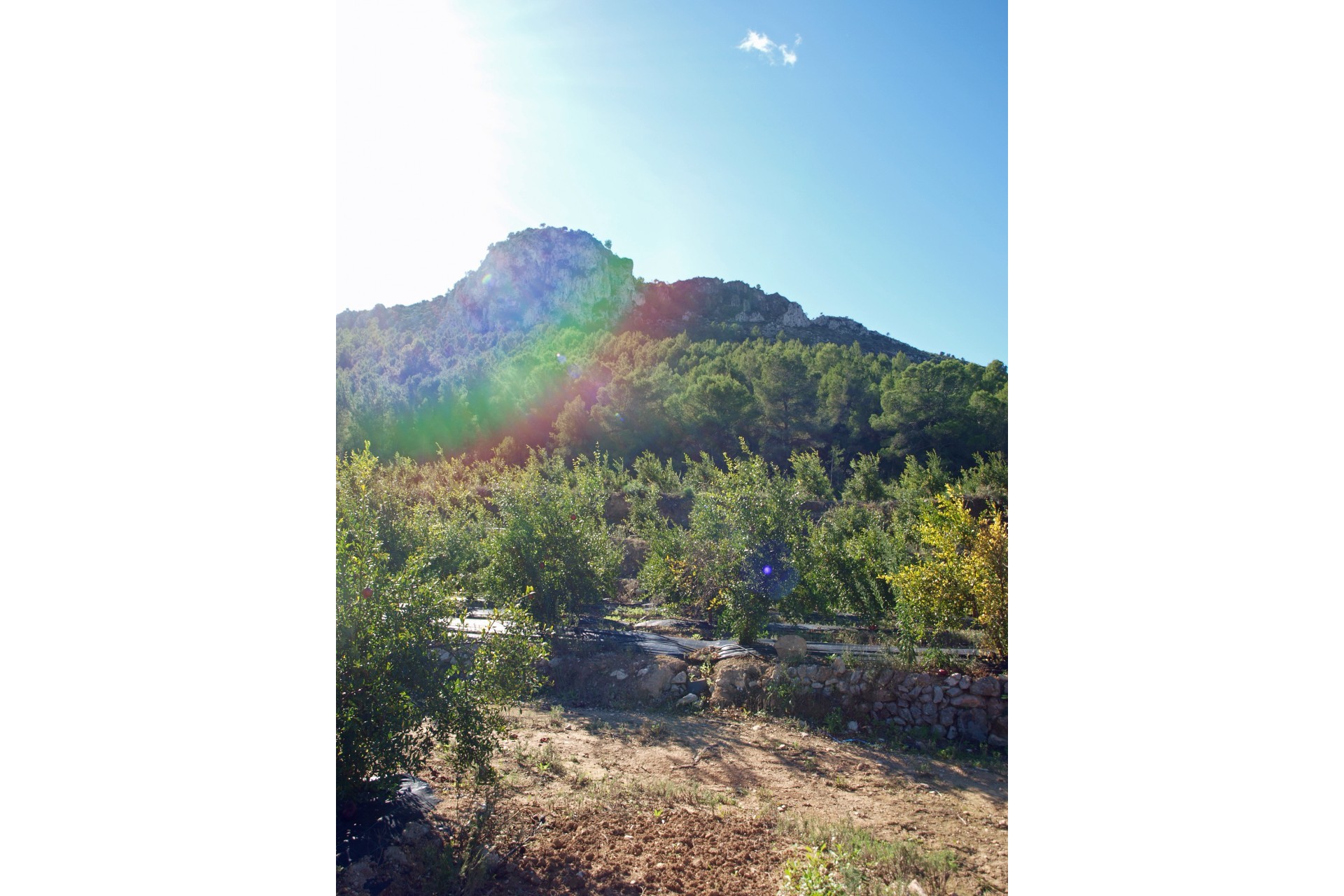 Sale - Plot/Land -
Orba