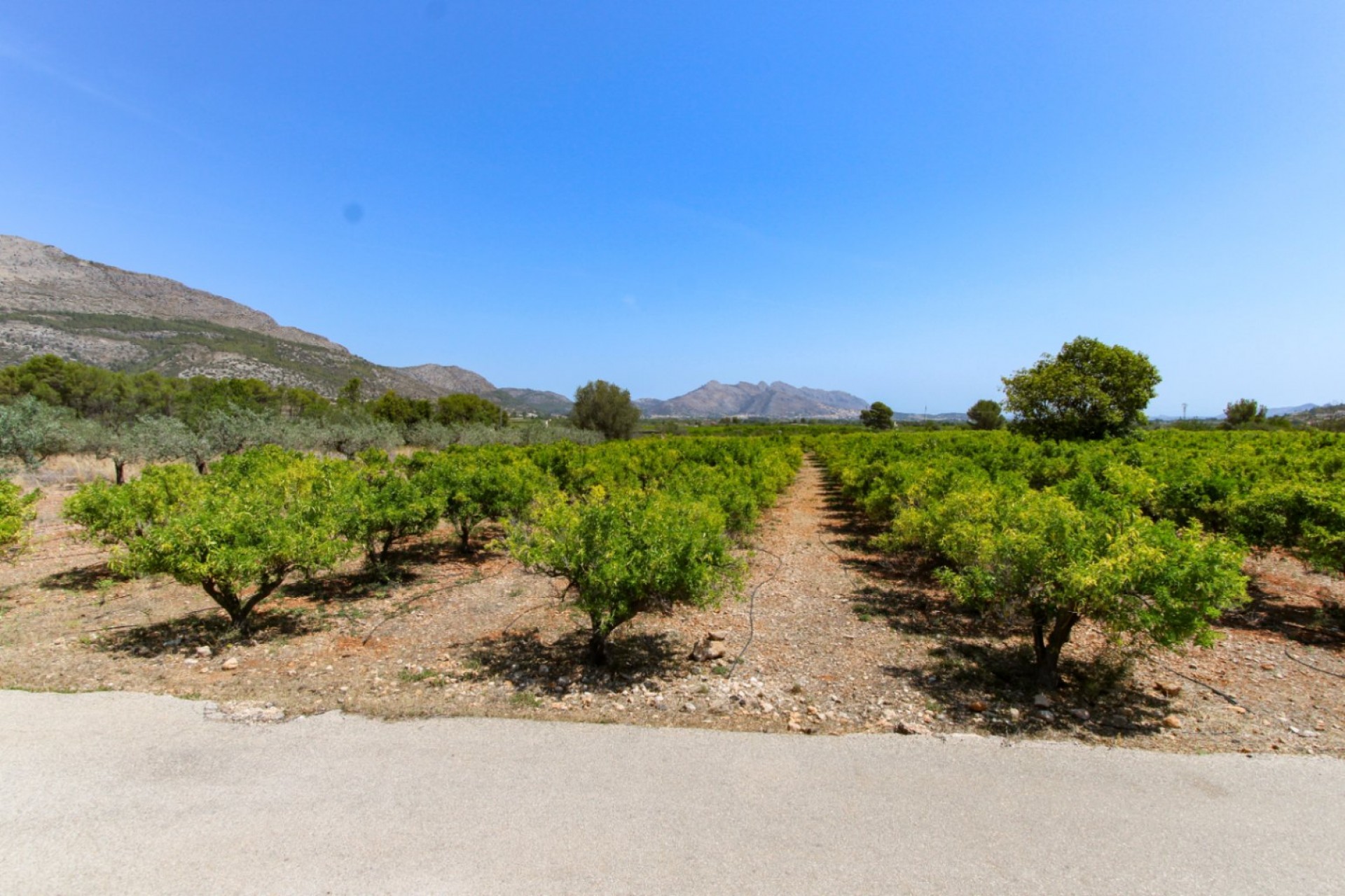 Sale - Plot/Land -
Orba