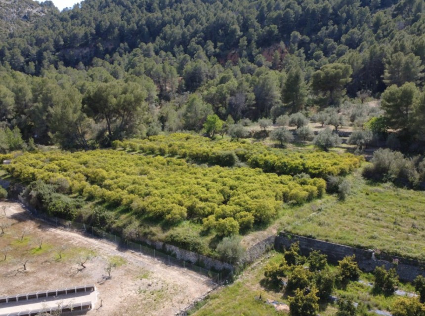 Sale - Plot/Land -
Orba