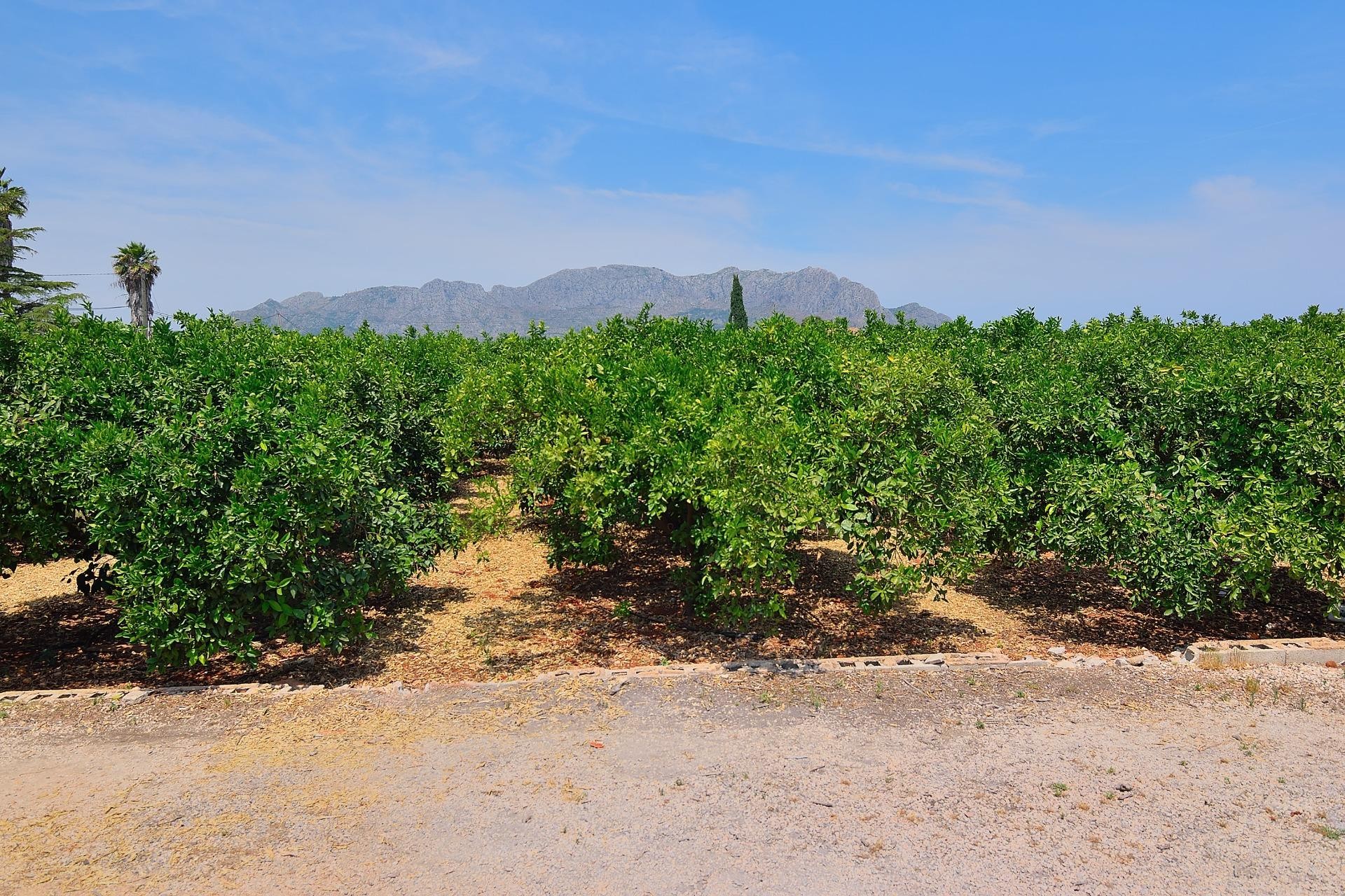 Sale - Plot/Land -
Pedreguer - CAMPO