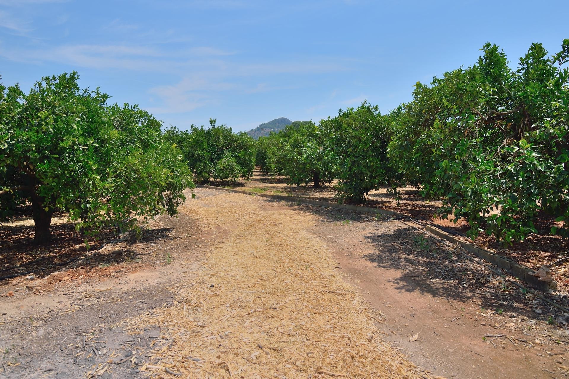 Sale - Plot/Land -
Pedreguer - CAMPO