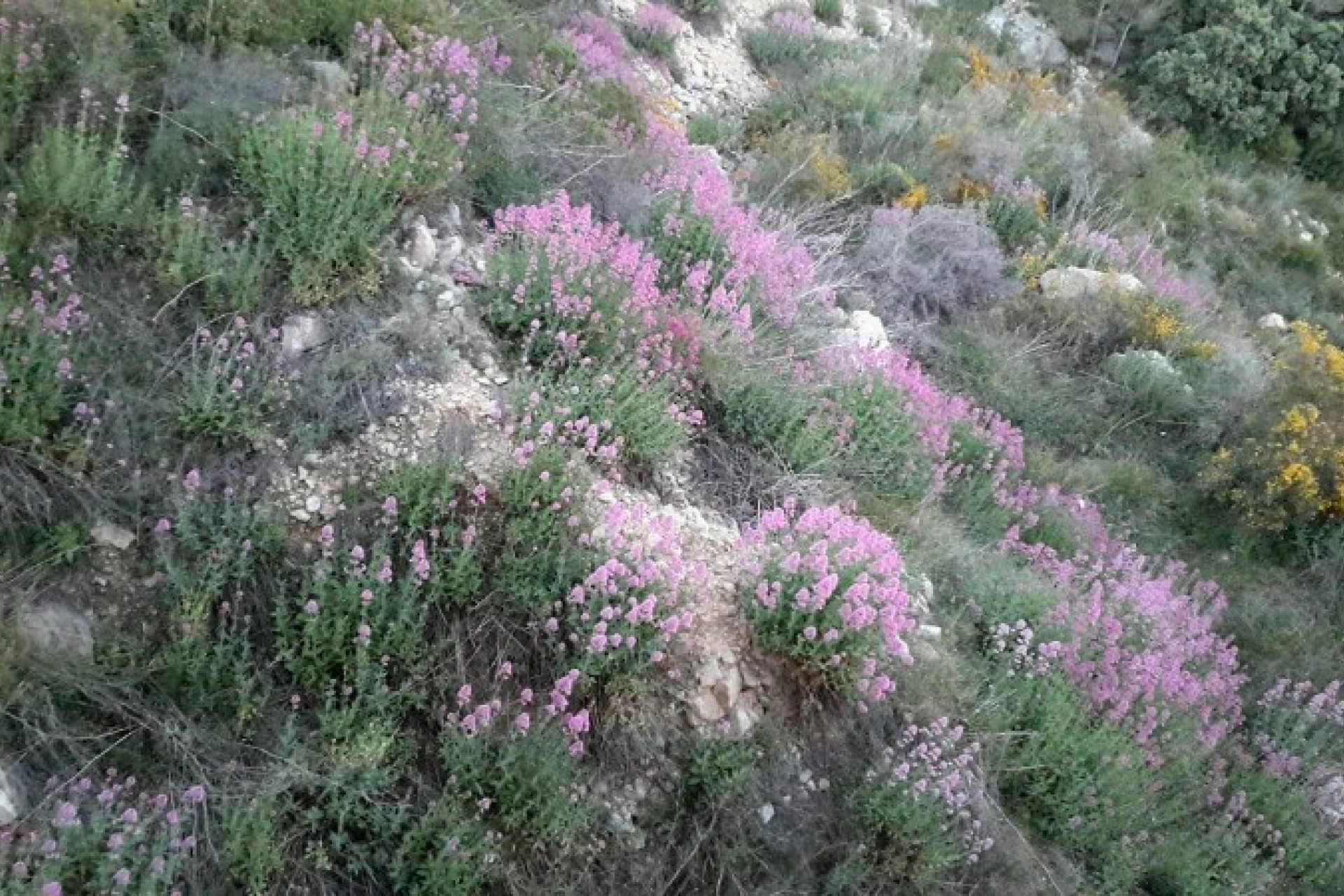 Sale - Townhouse -
Jalon