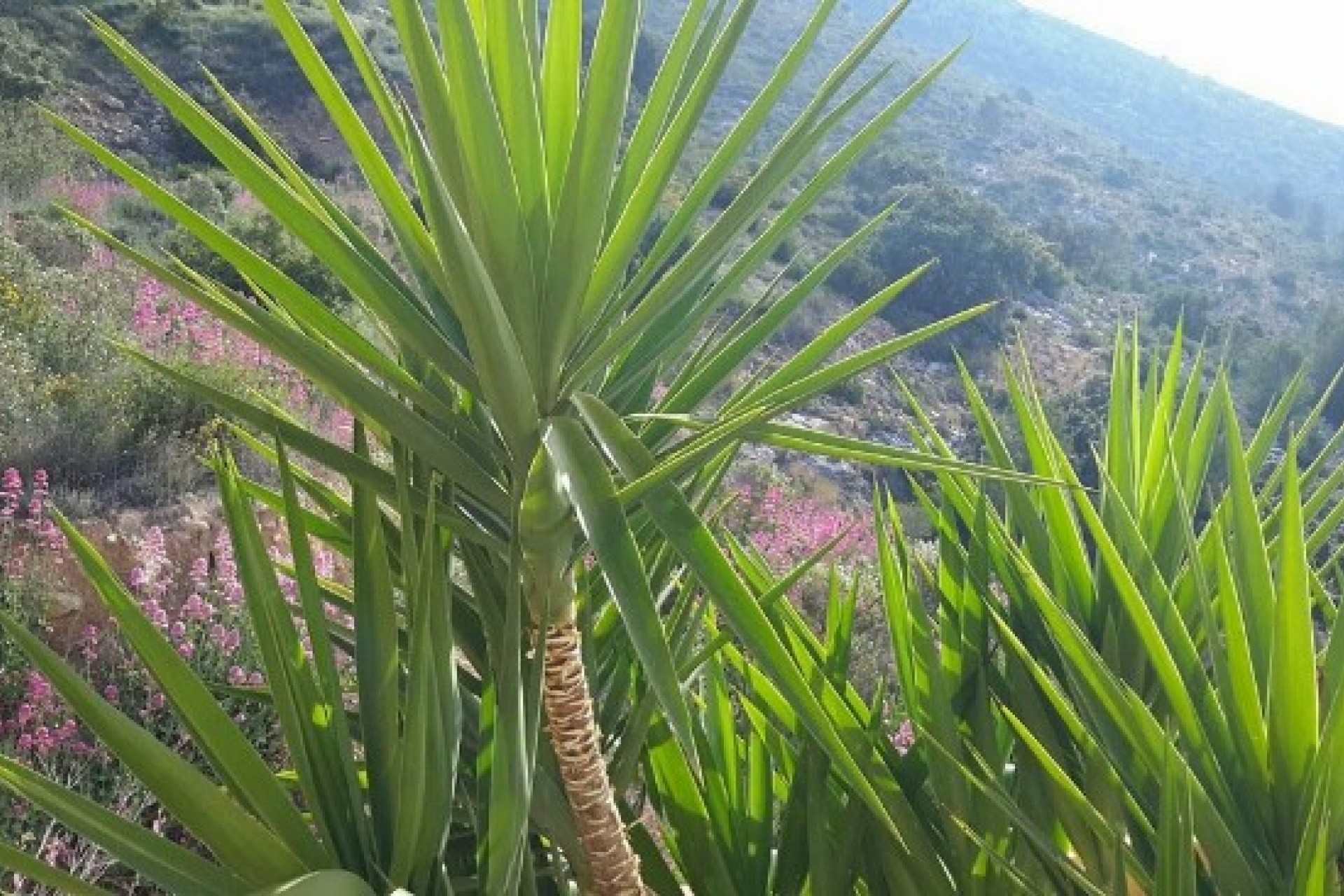 Sale - Townhouse -
Jalon