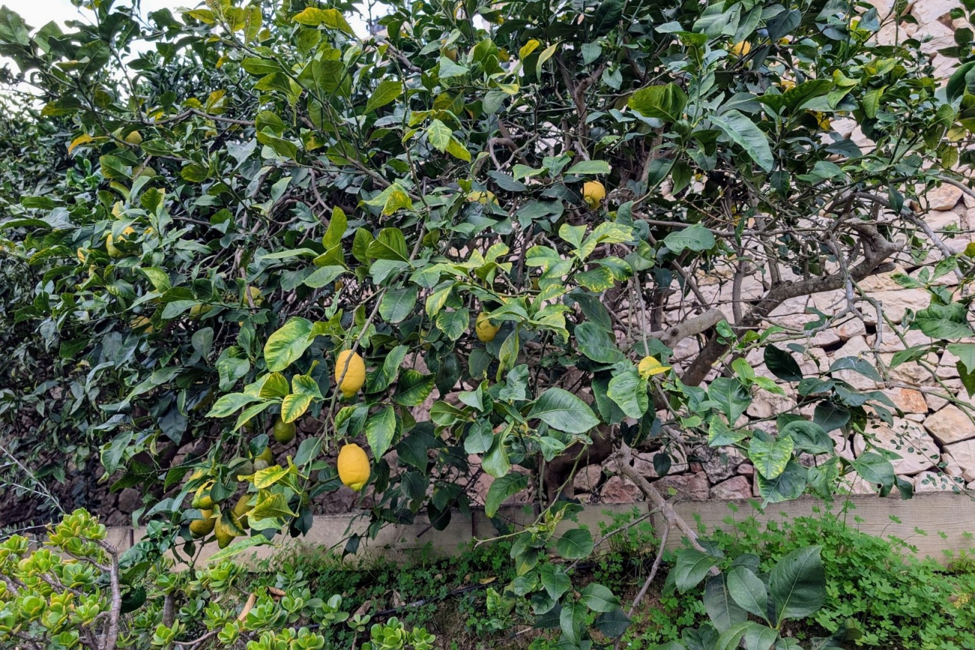 Sale - Villa -
Benissa - Fanadix