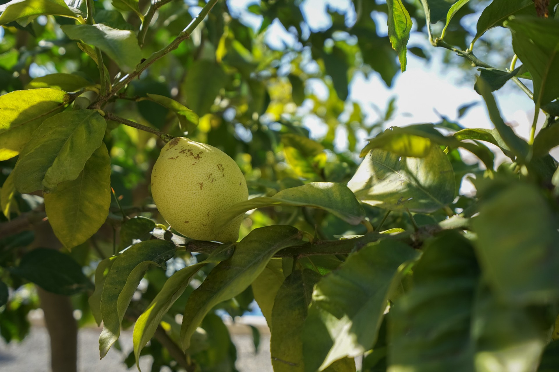 Sale - Villa -
Benissa