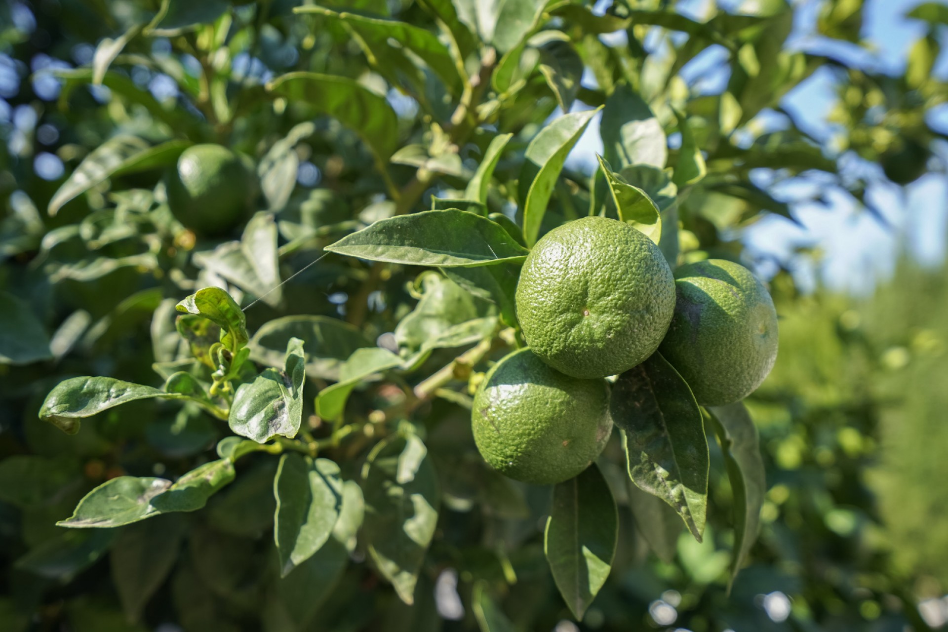 Sale - Villa -
Benissa