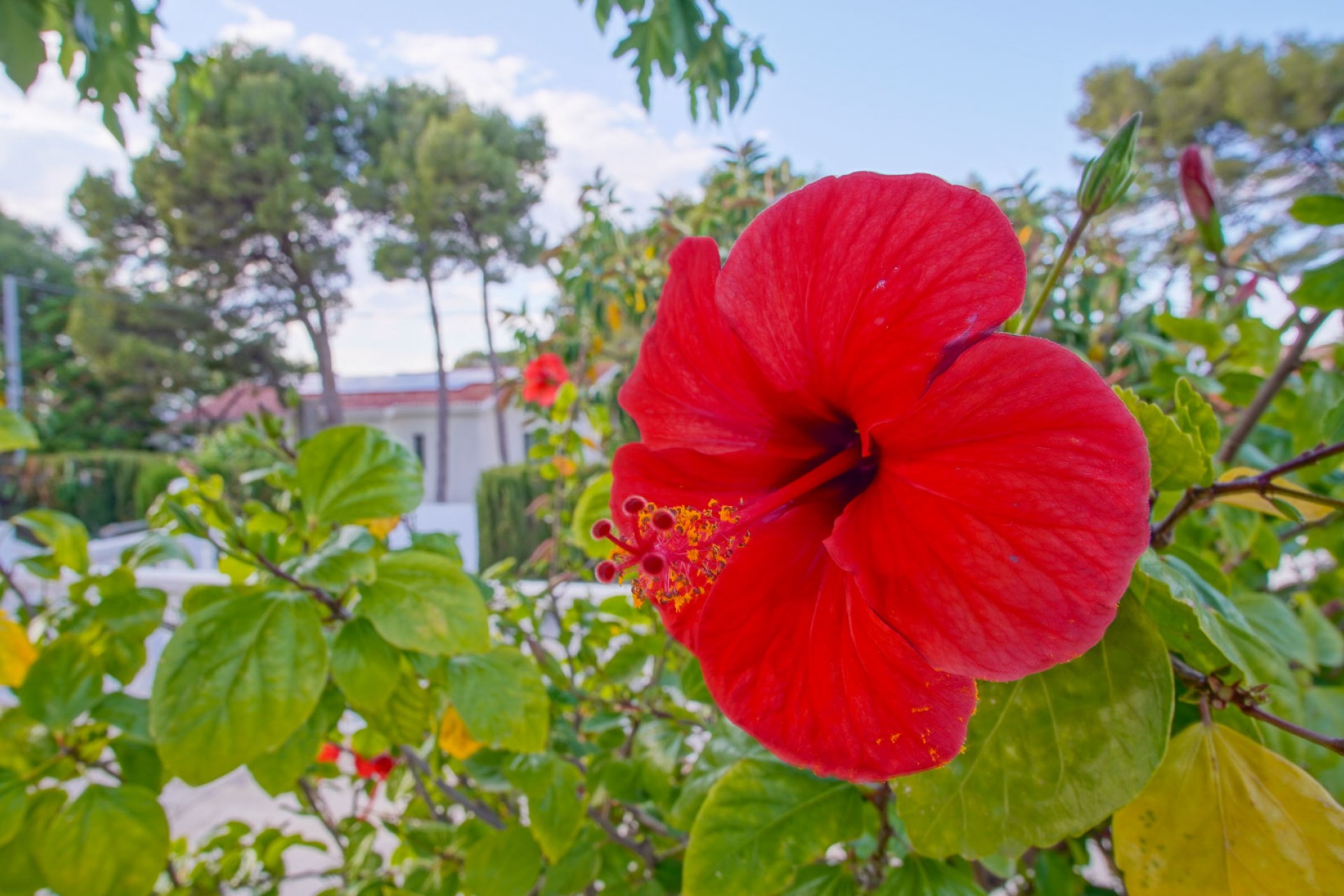 Sale - Villa -
Denia