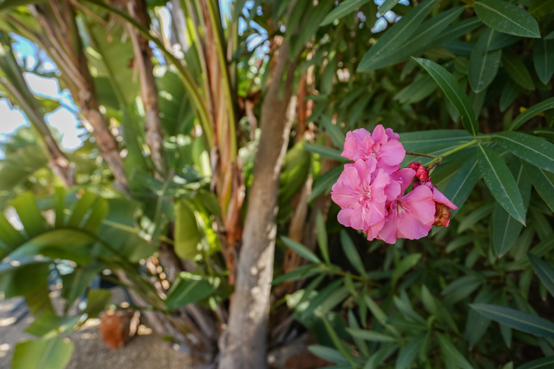 Sale - Villa -
Javea